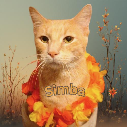 Simba-Handsome & Sweet Buff Tabby