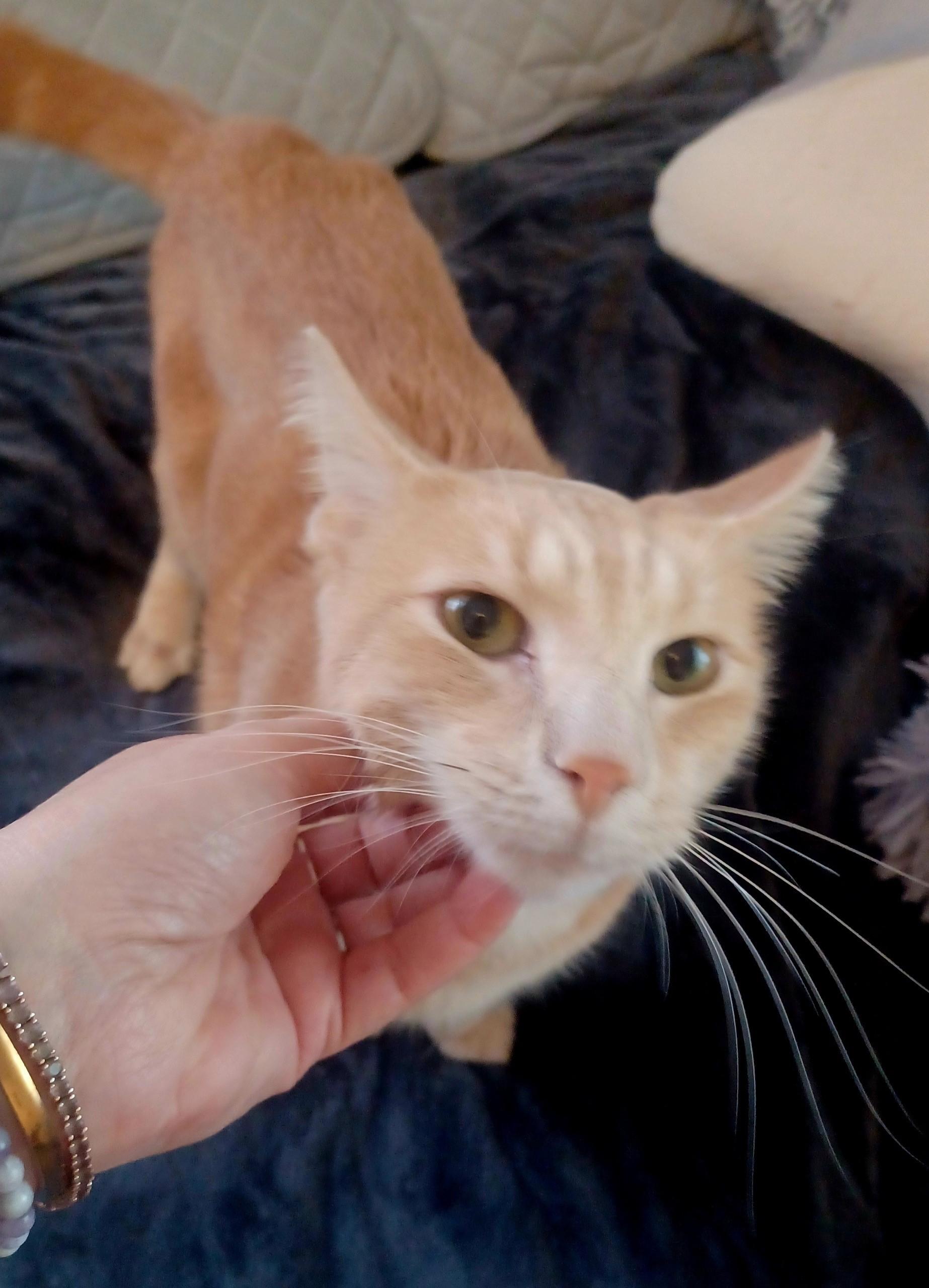 Simba-Handsome & Sweet Buff Tabby