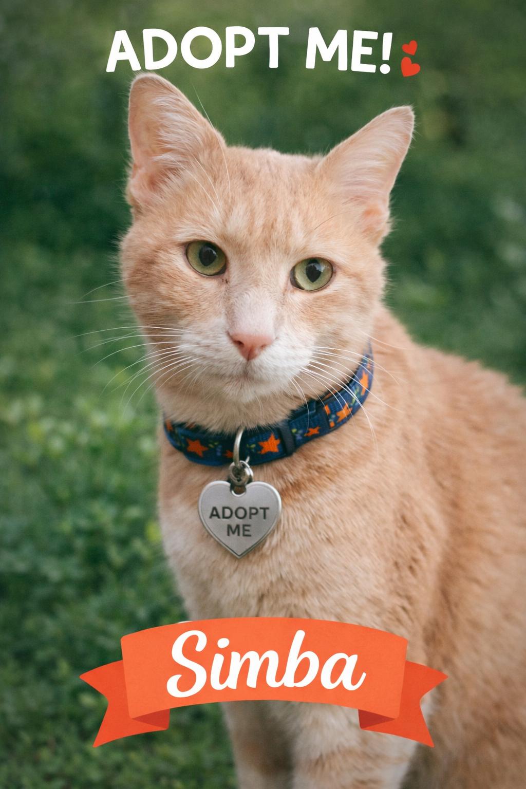 Simba-Look No Further for Your Lap Cat!, Adoptable, Adult Male Domestic Short Hair.