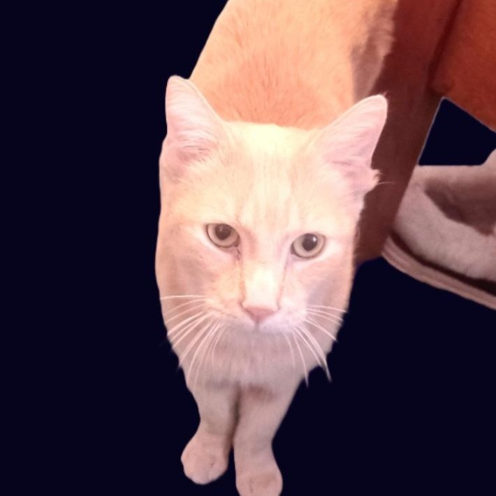 Enlarge Simba-Handsome & Sweet Buff Tabby, a Adoptable Domestic Short Hair in Laurel, MD image 5/5