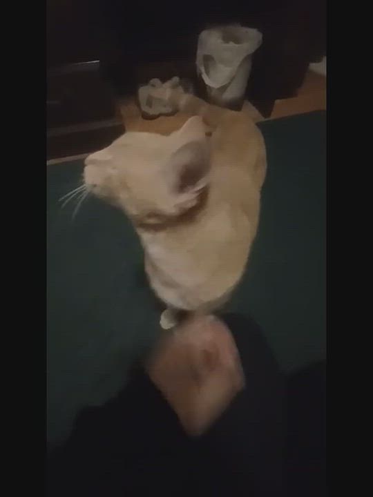 Enlarge Simba-Handsome & Sweet Buff Tabby, a Adoptable Domestic Short Hair in Laurel, MD video 3/5