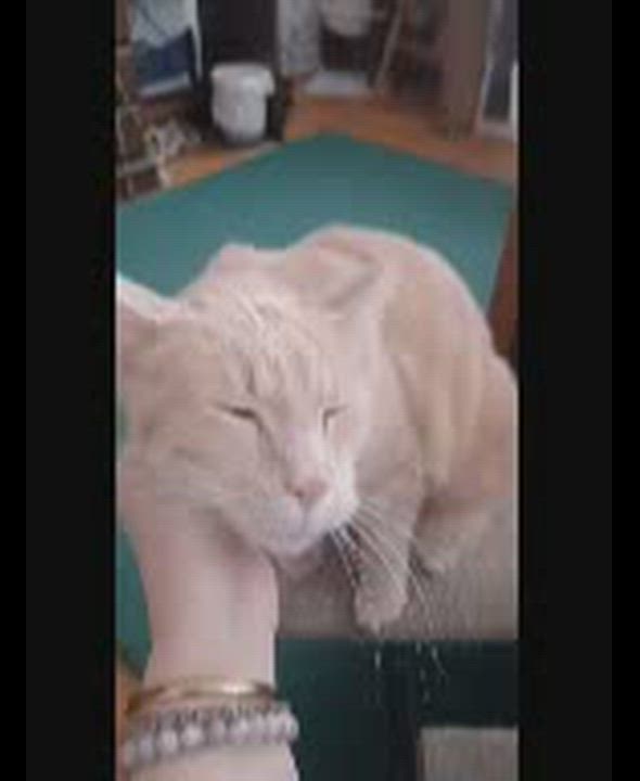 Enlarge Simba-Look No Further for Your Lap Cat!, a Adoptable Domestic Short Hair in Laurel, MD video 6/6