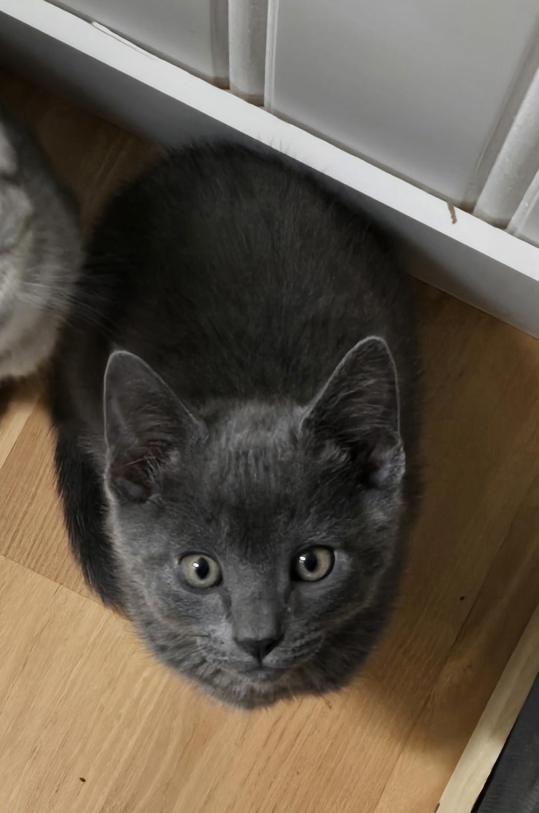 Enlarge Silver-kj, an adopted mixed breed in Burlington, WA image 2/2