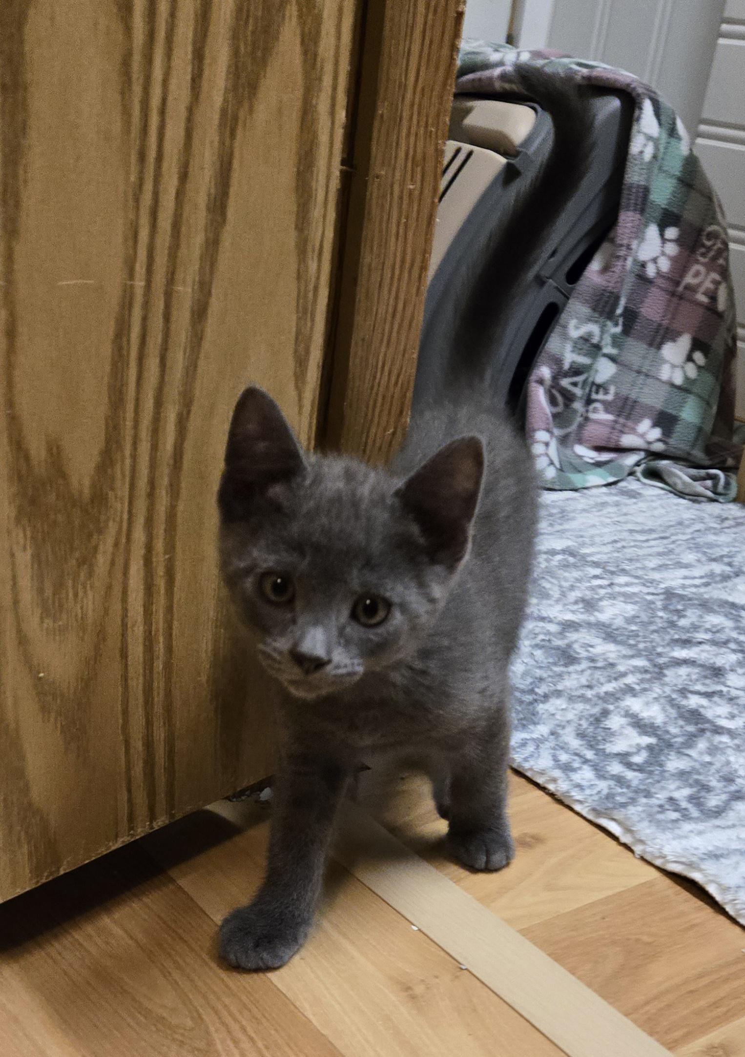 Silver-kj, adopted, Young Male Russian Blue & American Shorthair.