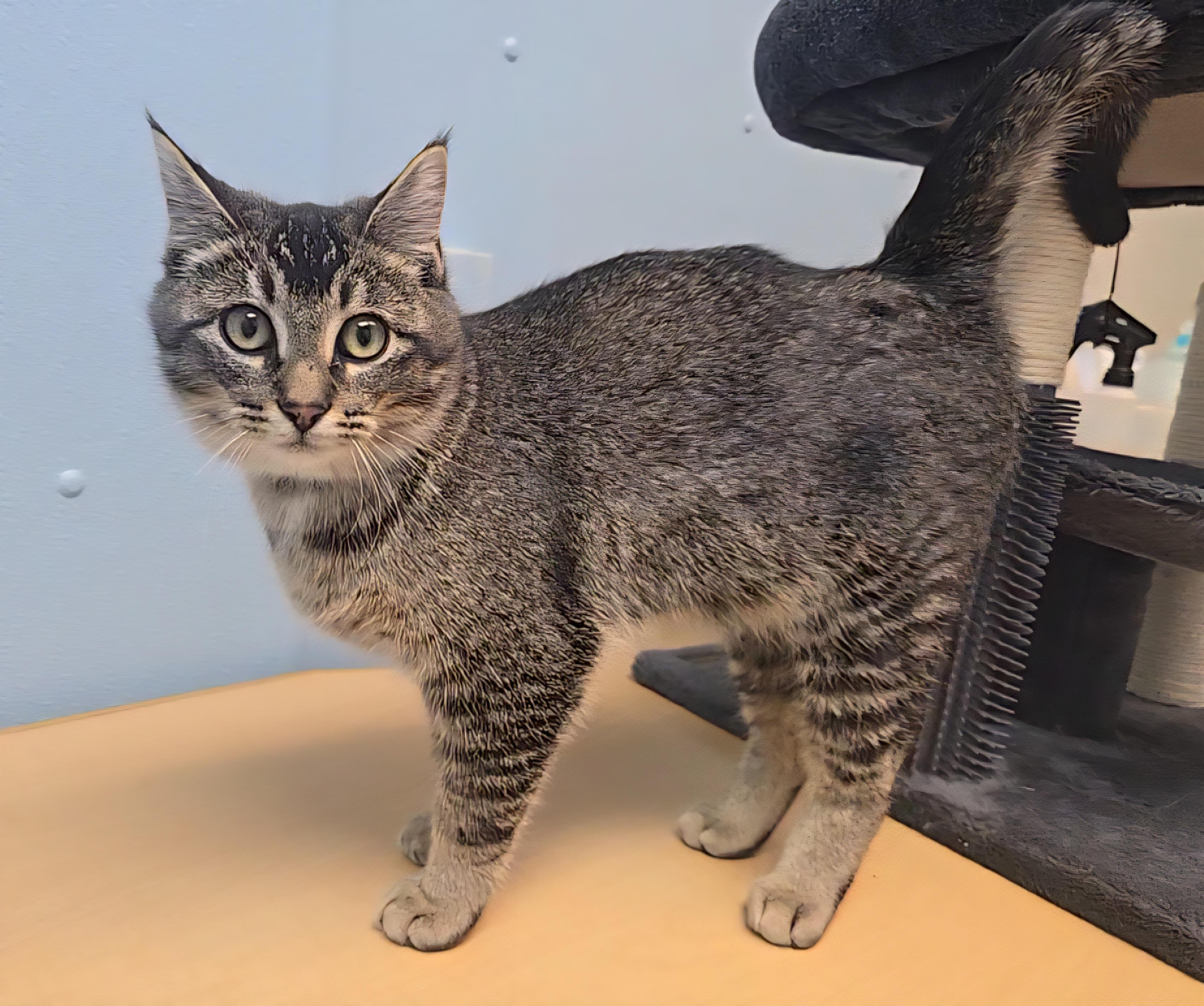 Bruno, ADOPTABLE, Young Male Domestic Short Hair.