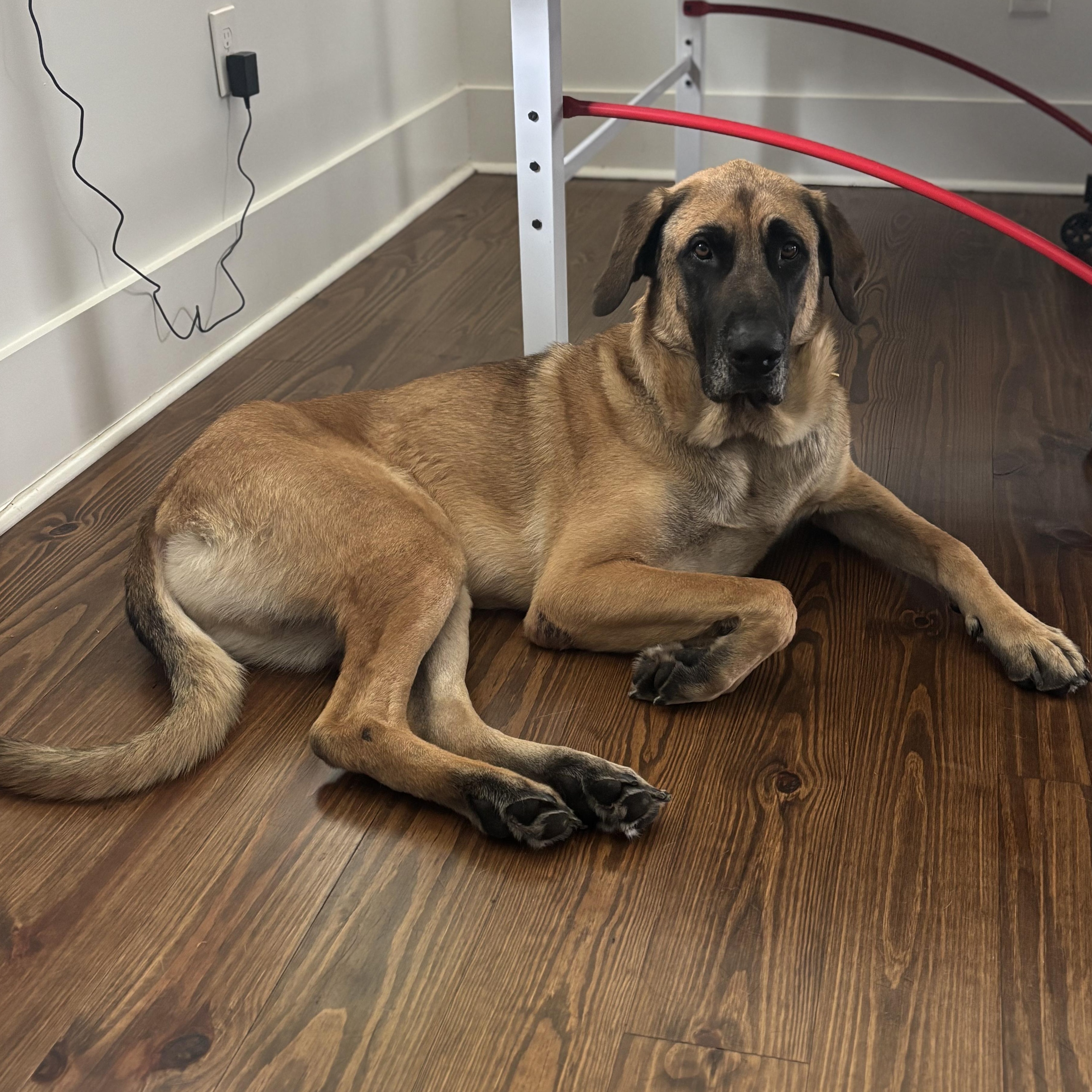 STATS dob 5123 approximately 2 yrs old weight 103 lbs breeds Shephard mix energy level Low