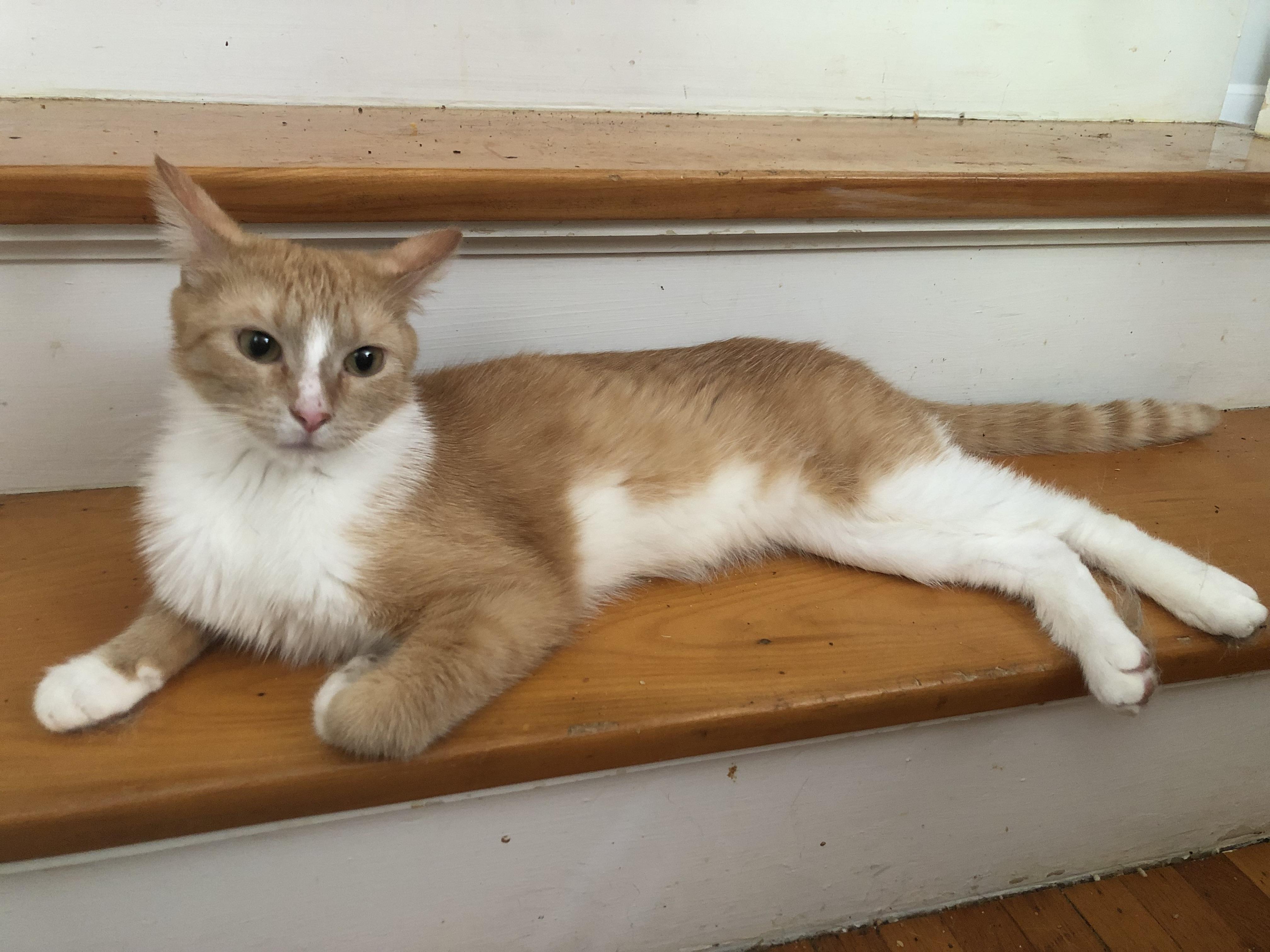 Enlarge Fluffers & Finnegan, a Adoptable Domestic Short Hair in Nerstrand, MN image 1/5