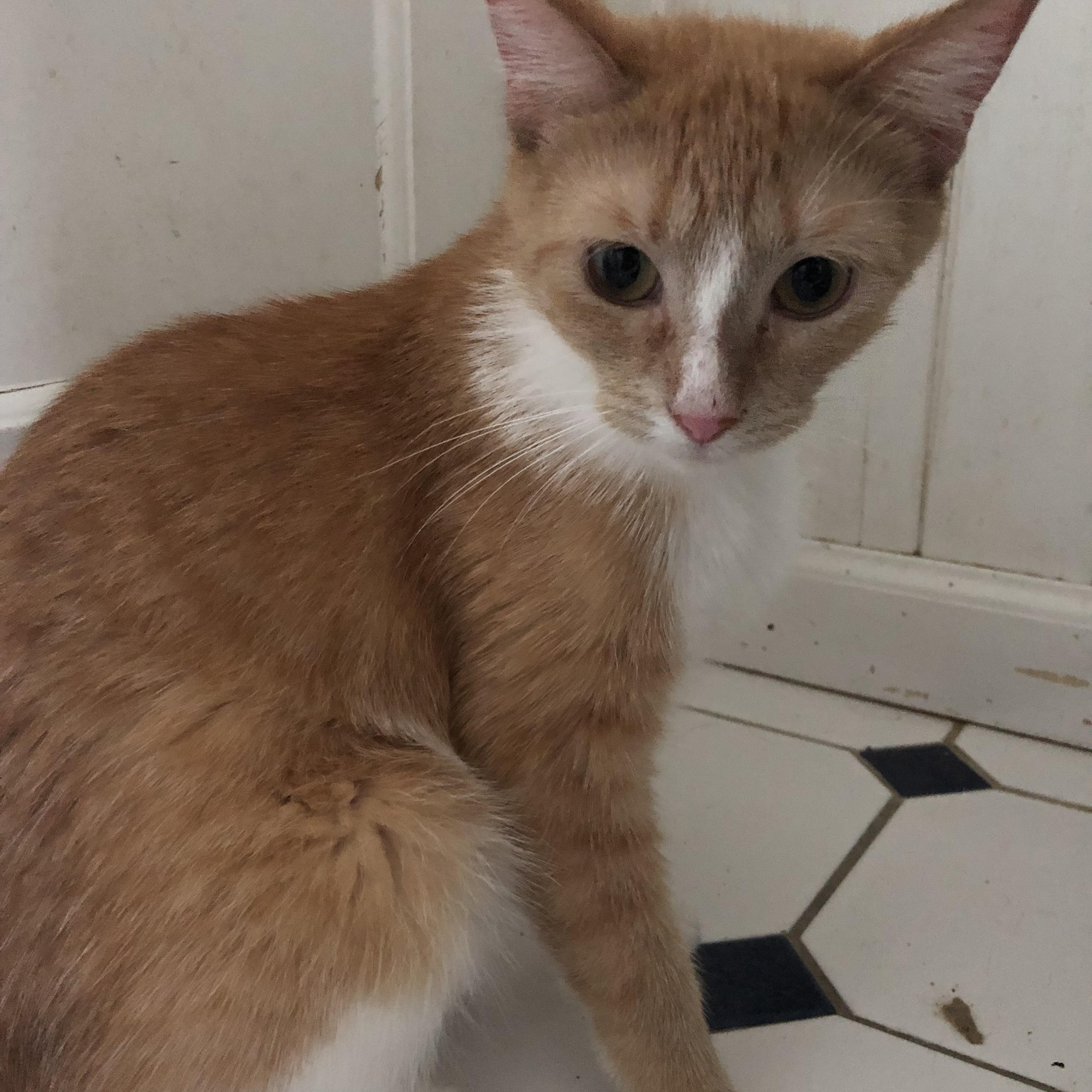 Enlarge Fluffers & Finnegan, a Adoptable Domestic Short Hair in Nerstrand, MN image 4/5