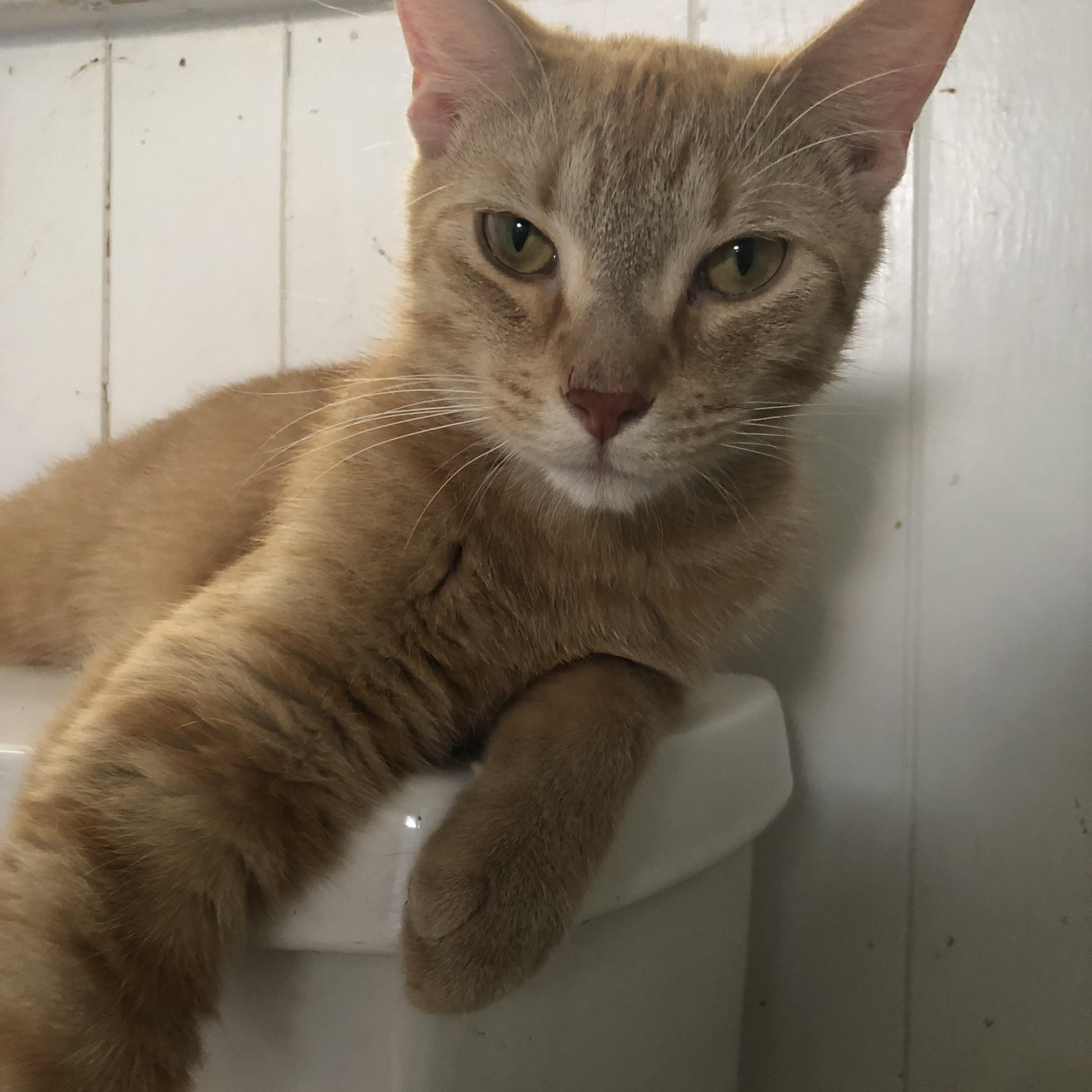 Enlarge Fluffers & Finnegan, a Adoptable Domestic Short Hair in Nerstrand, MN image 5/5