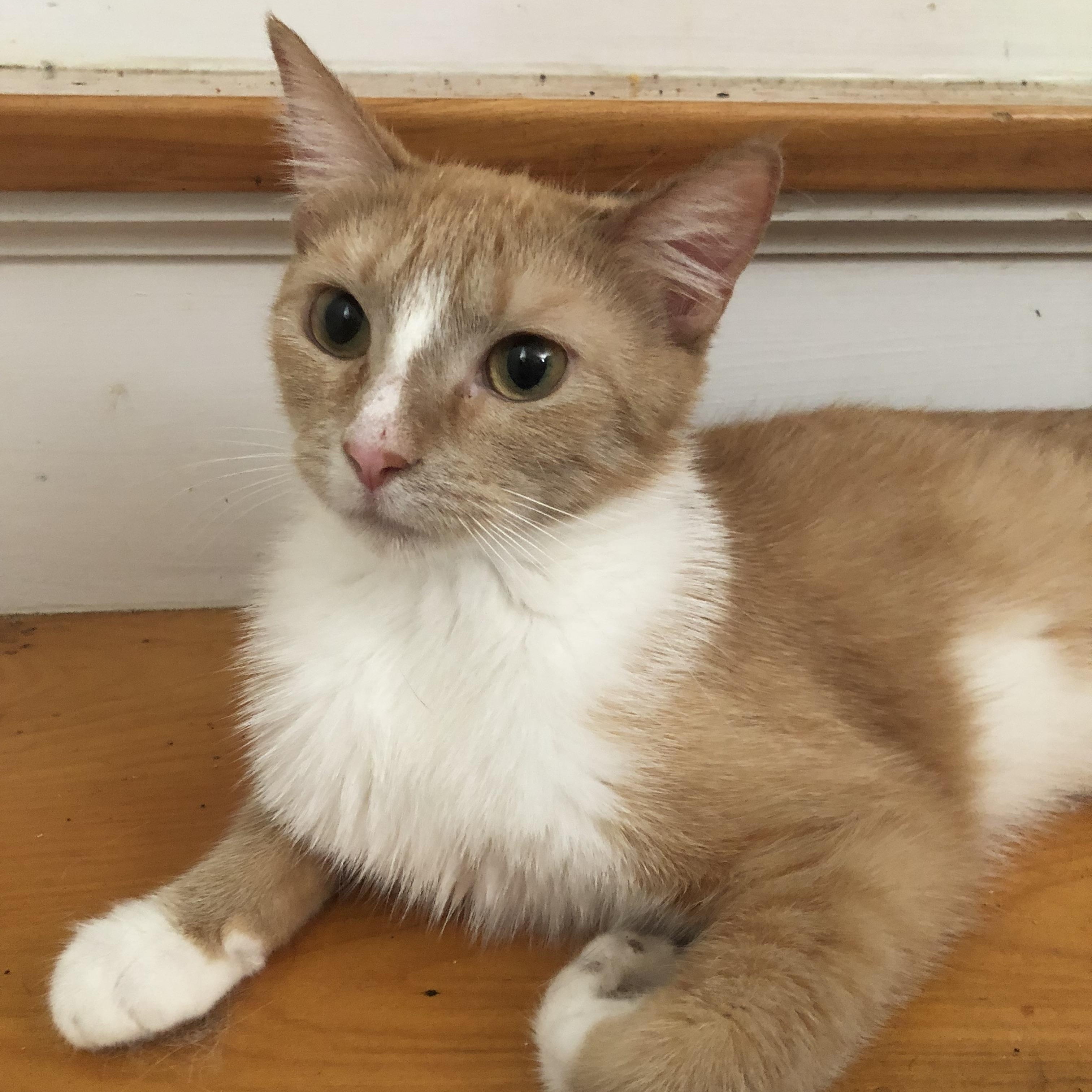 Enlarge Fluffers & Finnegan, a Adoptable Domestic Short Hair in Nerstrand, MN image 3/5