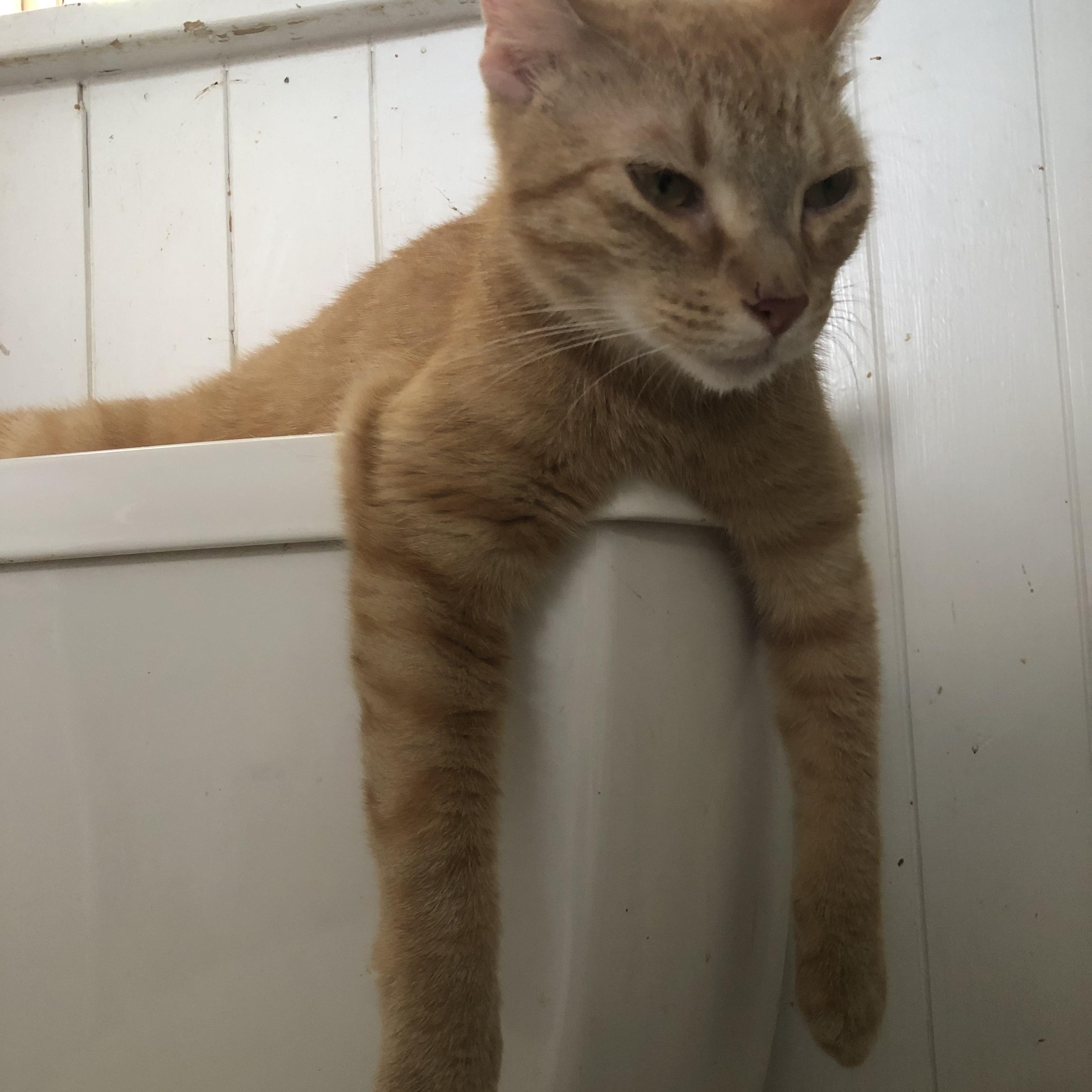 Enlarge Fluffers & Finnegan, a Adoptable Domestic Short Hair in Nerstrand, MN image 2/5