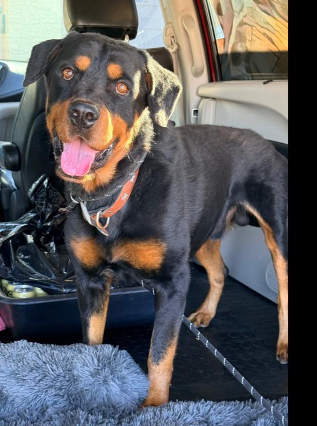 Balboa, Adoptable, Young Male Rottweiler.