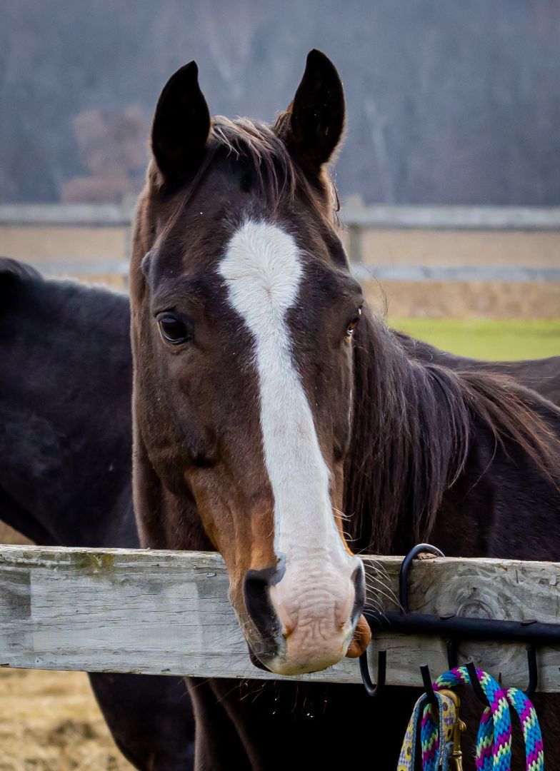 Guinness - SPONSORSHIP ONLY, Adoptable, Adult Male Thoroughbred.
