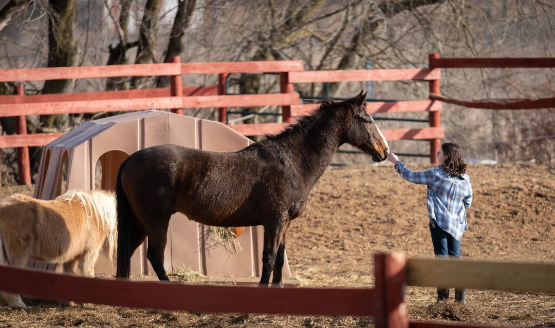 Guinness - SPONSORSHIP ONLY, a Adoptable Thoroughbred in Elkhart Lake, WI image 2/3