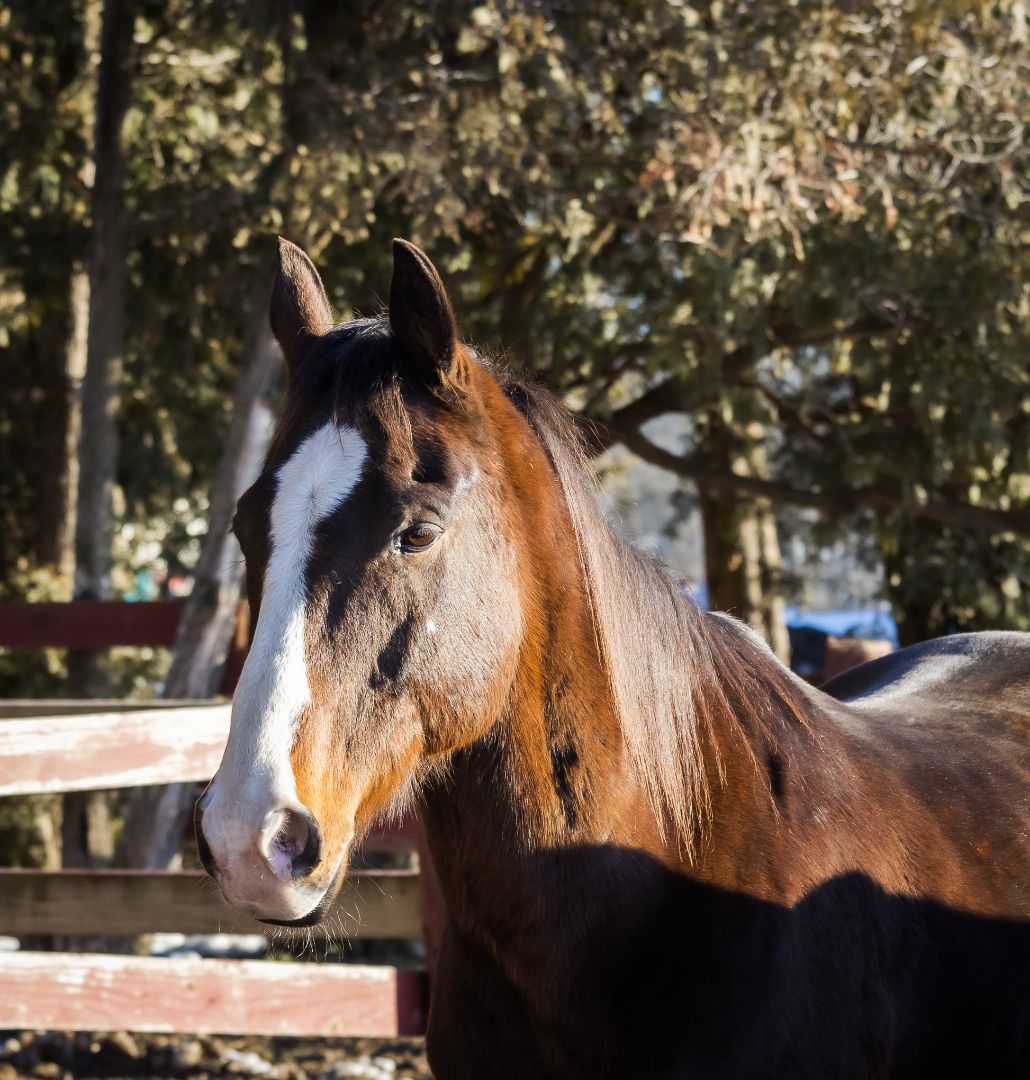 Guinness - SPONSORSHIP ONLY, a Adoptable Thoroughbred in Elkhart Lake, WI image 3/3