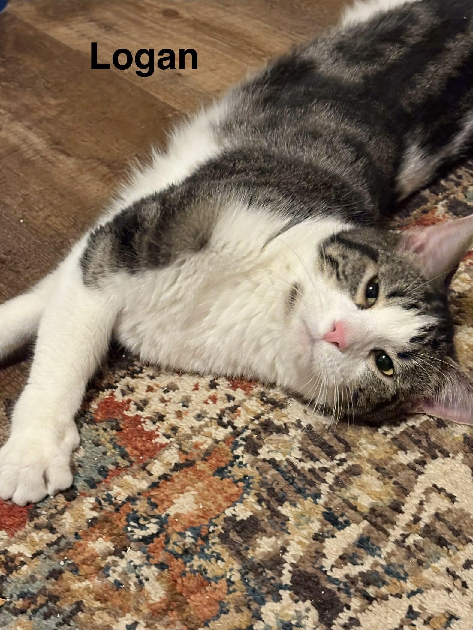 Enlarge Logan, a Adoptable Domestic Short Hair in Herculaneum, MO image 5/5