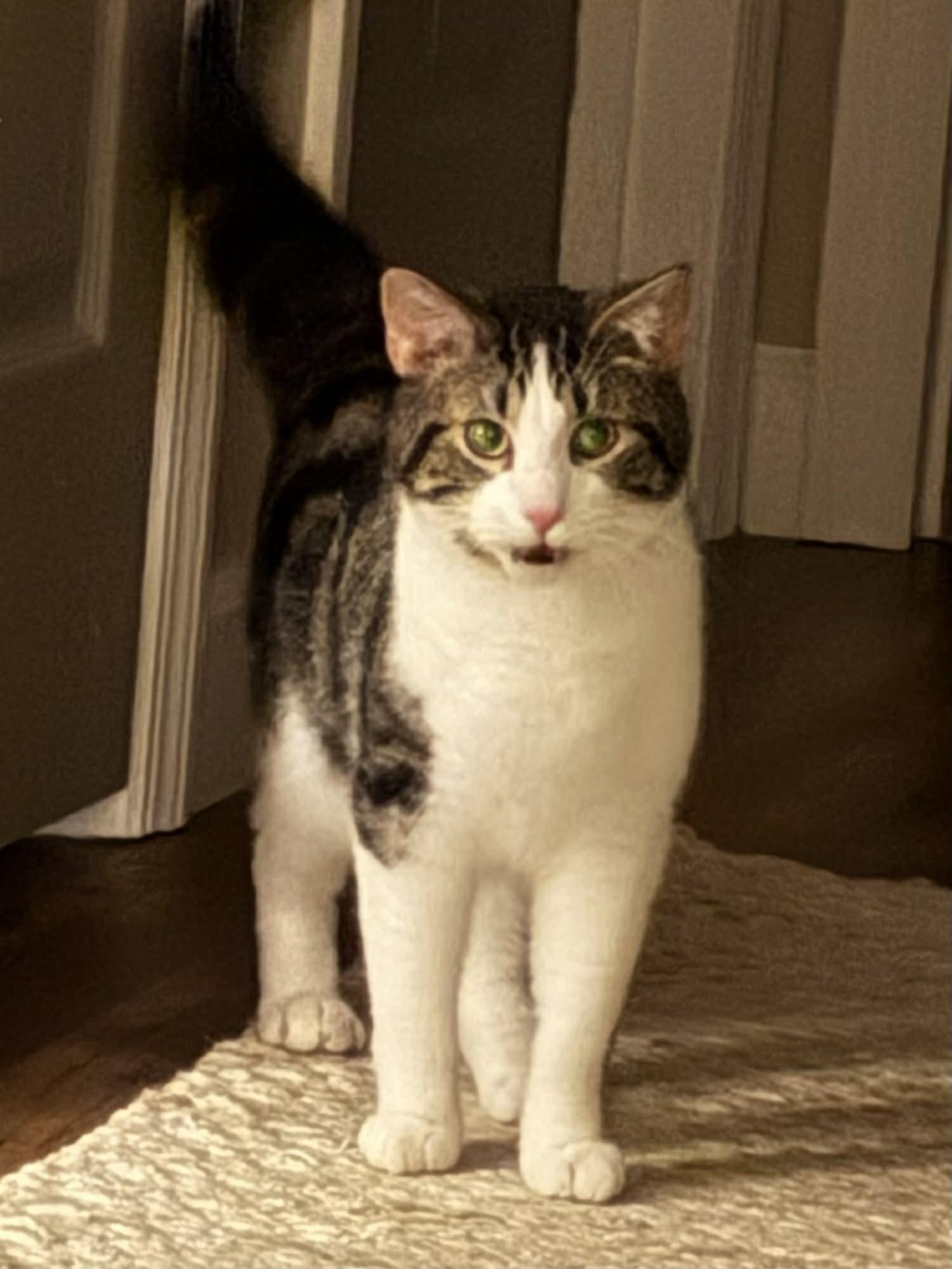 Enlarge Logan, a Adoptable Domestic Short Hair in Herculaneum, MO image 4/5