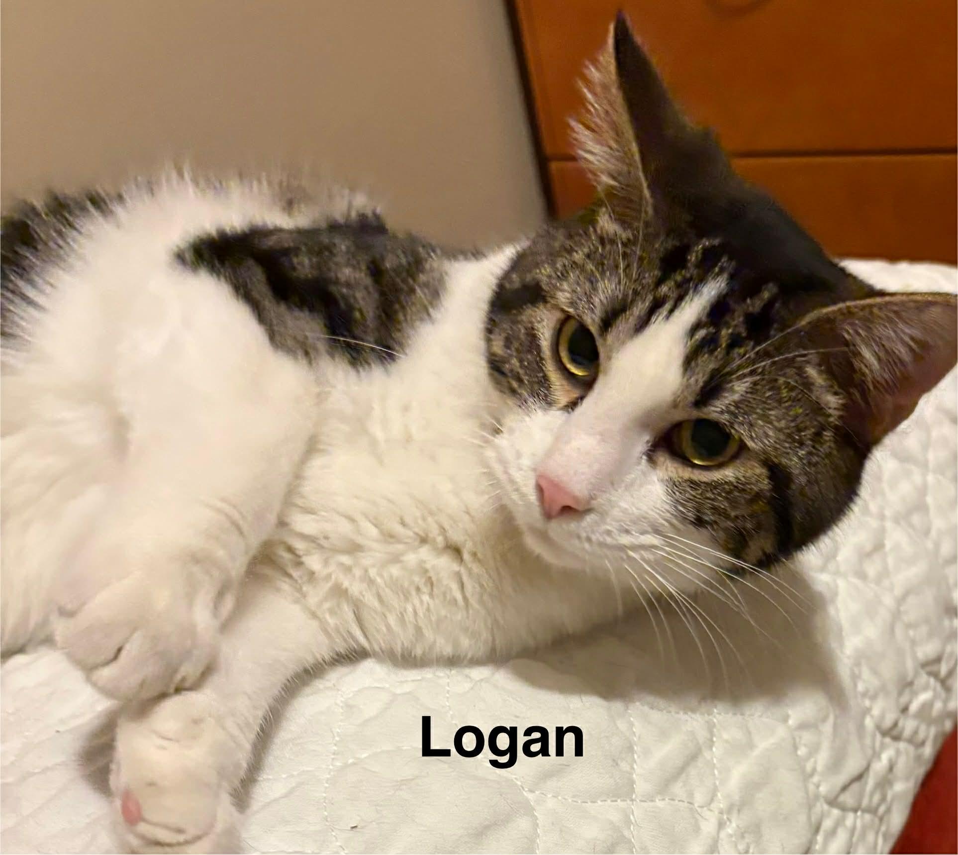 Enlarge Logan, a Adoptable Domestic Short Hair in Herculaneum, MO image 3/5