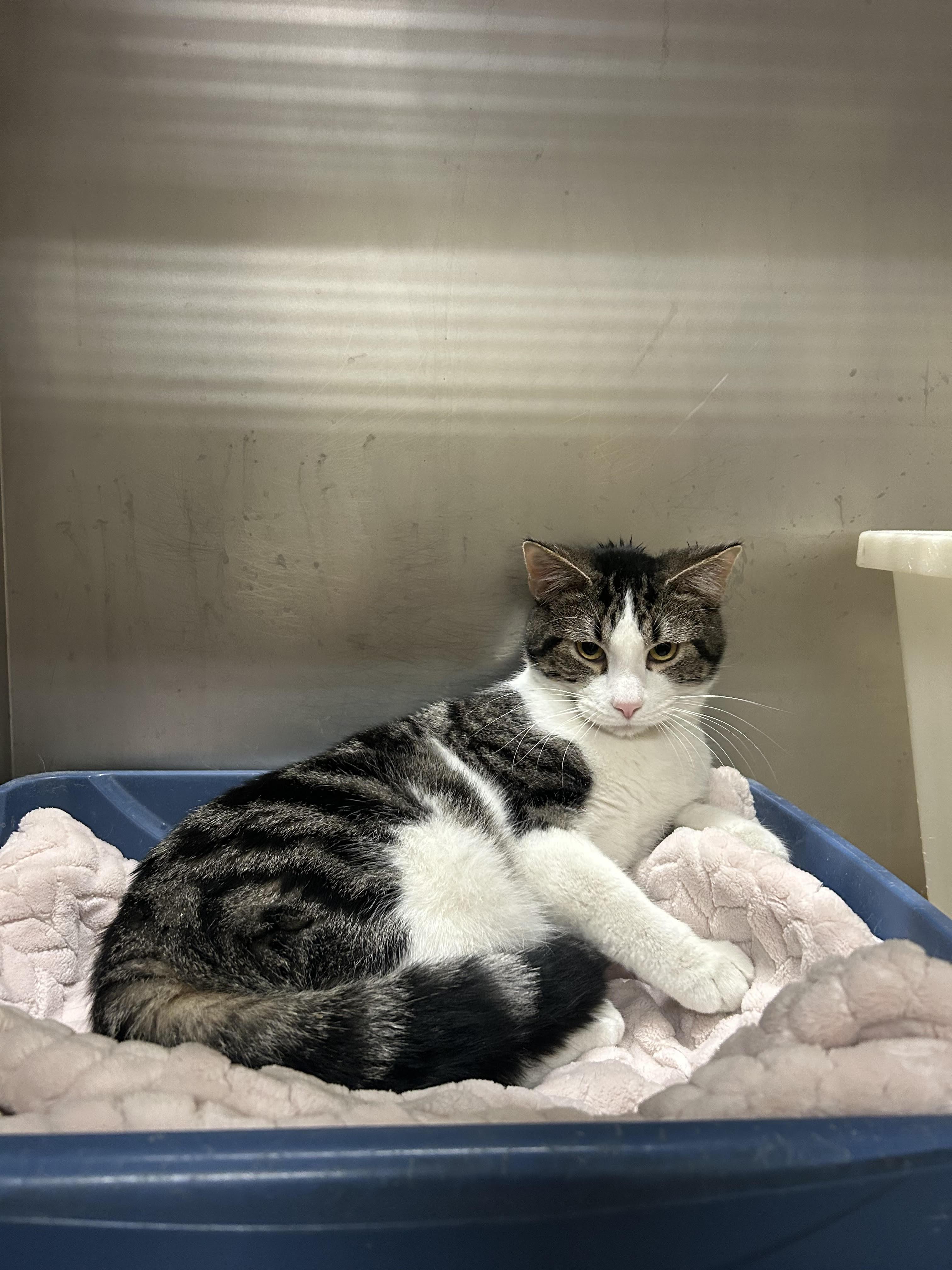 Enlarge Logan, a Adoptable Domestic Short Hair in Herculaneum, MO image 2/5