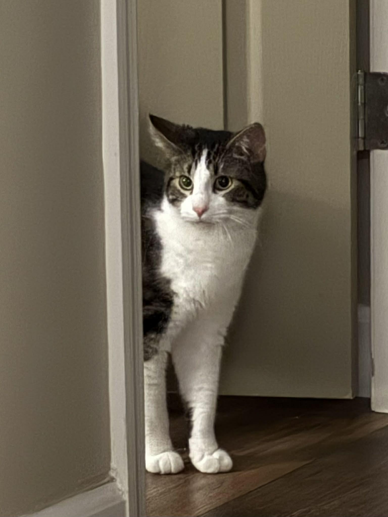 Logan, Adoptable, Young Male Domestic Short Hair.