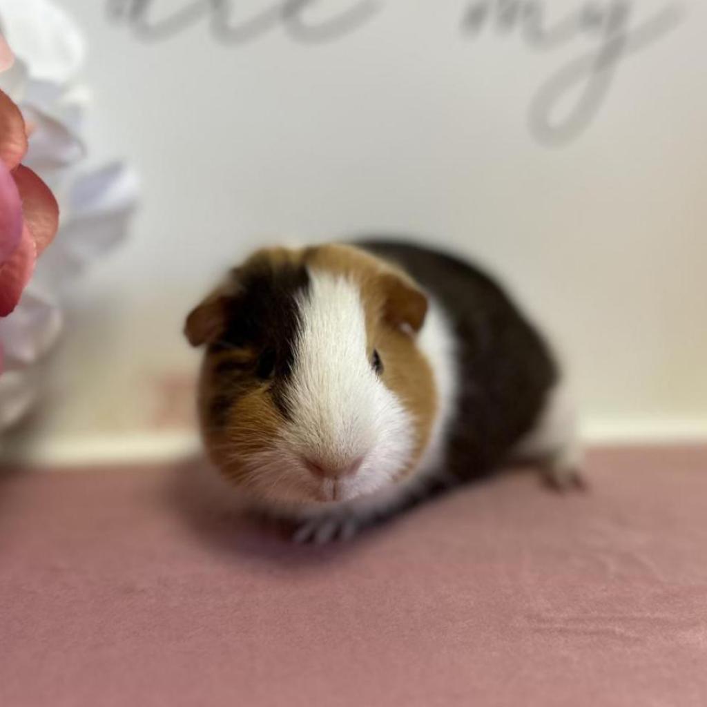 Hope, Adoptable, Adult Female Guinea Pig.