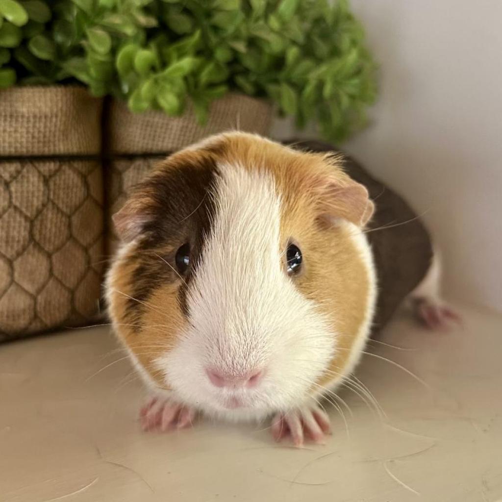 Hope, a Adoptable Guinea Pig in Newberg, OR image 2/5