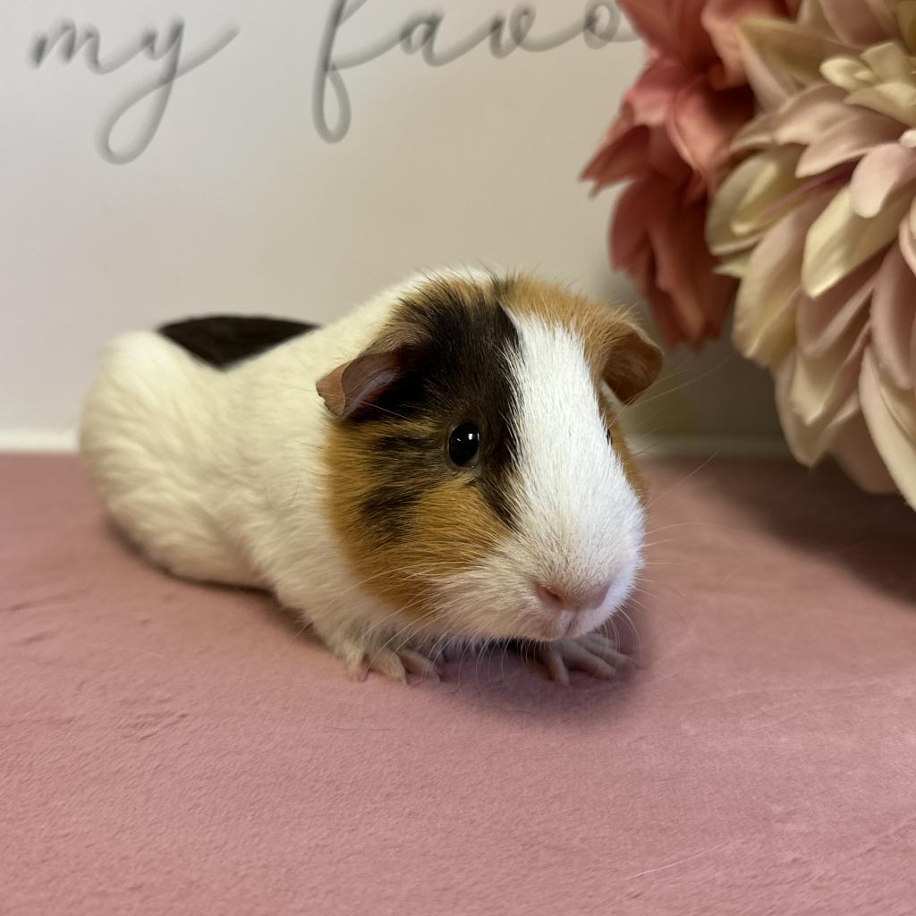 Hope, a Adoptable Guinea Pig in Newberg, OR image 3/5
