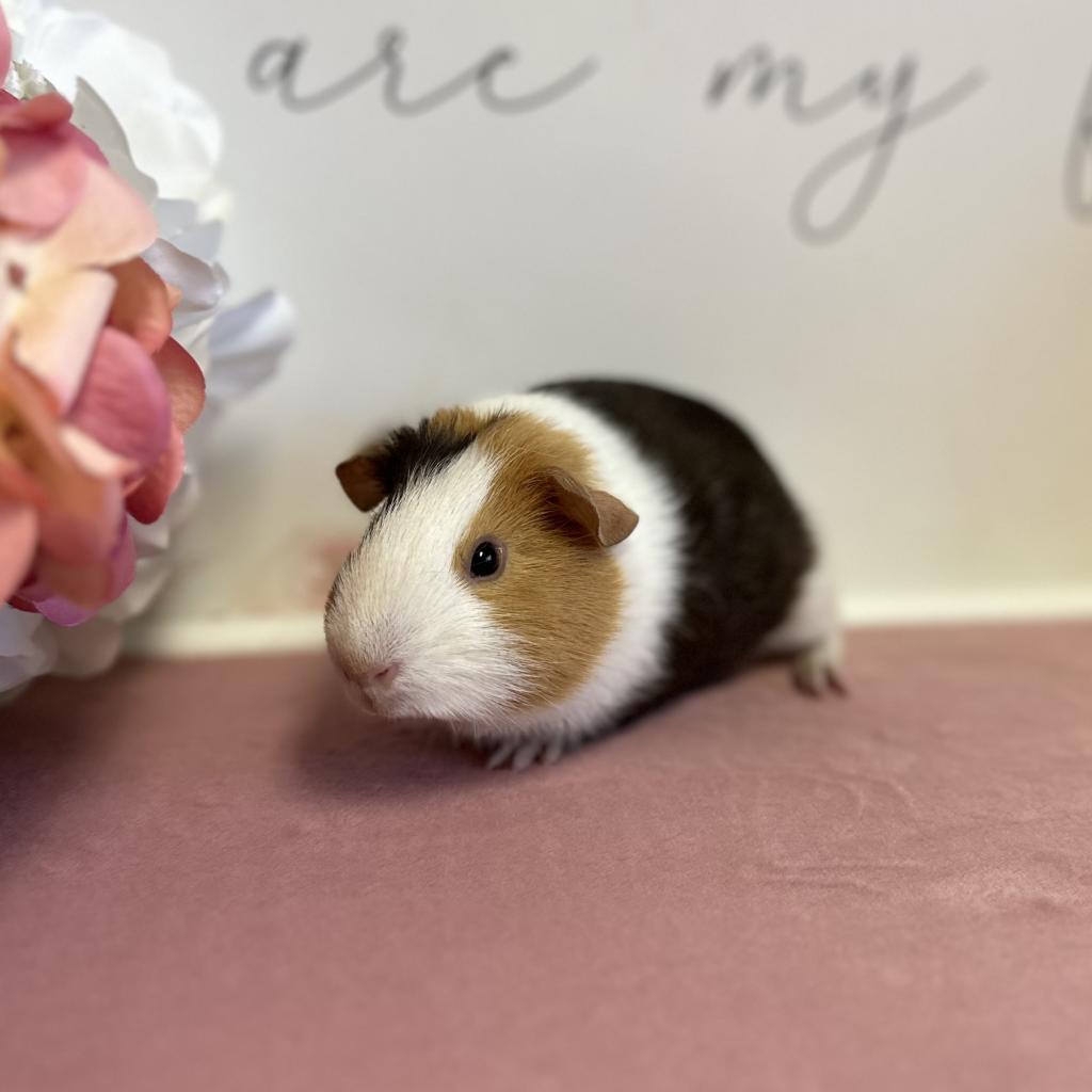 Hope, a Adoptable Guinea Pig in Newberg, OR image 4/5