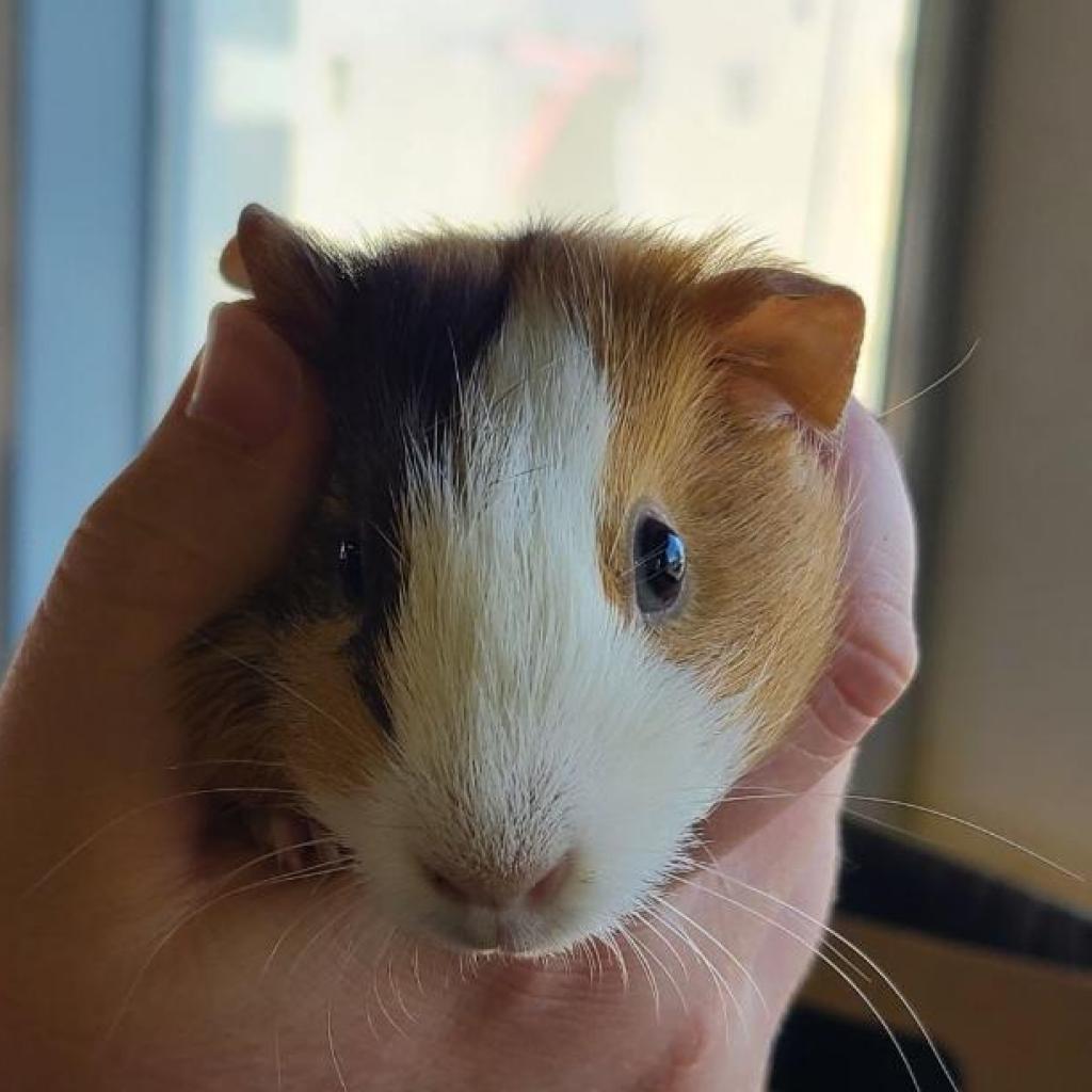Hope, a Adoptable Guinea Pig in Newberg, OR image 5/5