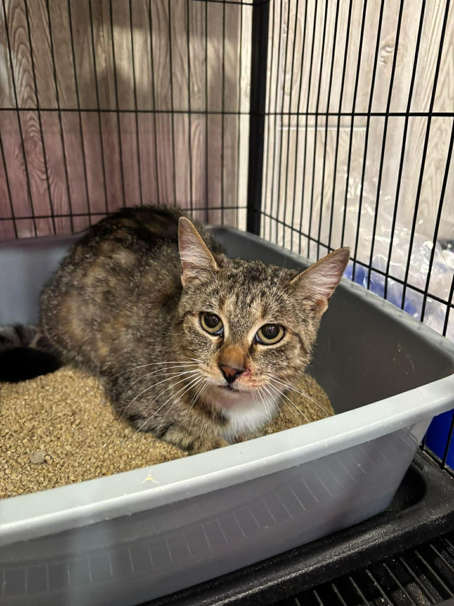 BROOKLYN, a Adoptable Domestic Short Hair in Tillsonburg, ON image 3/3