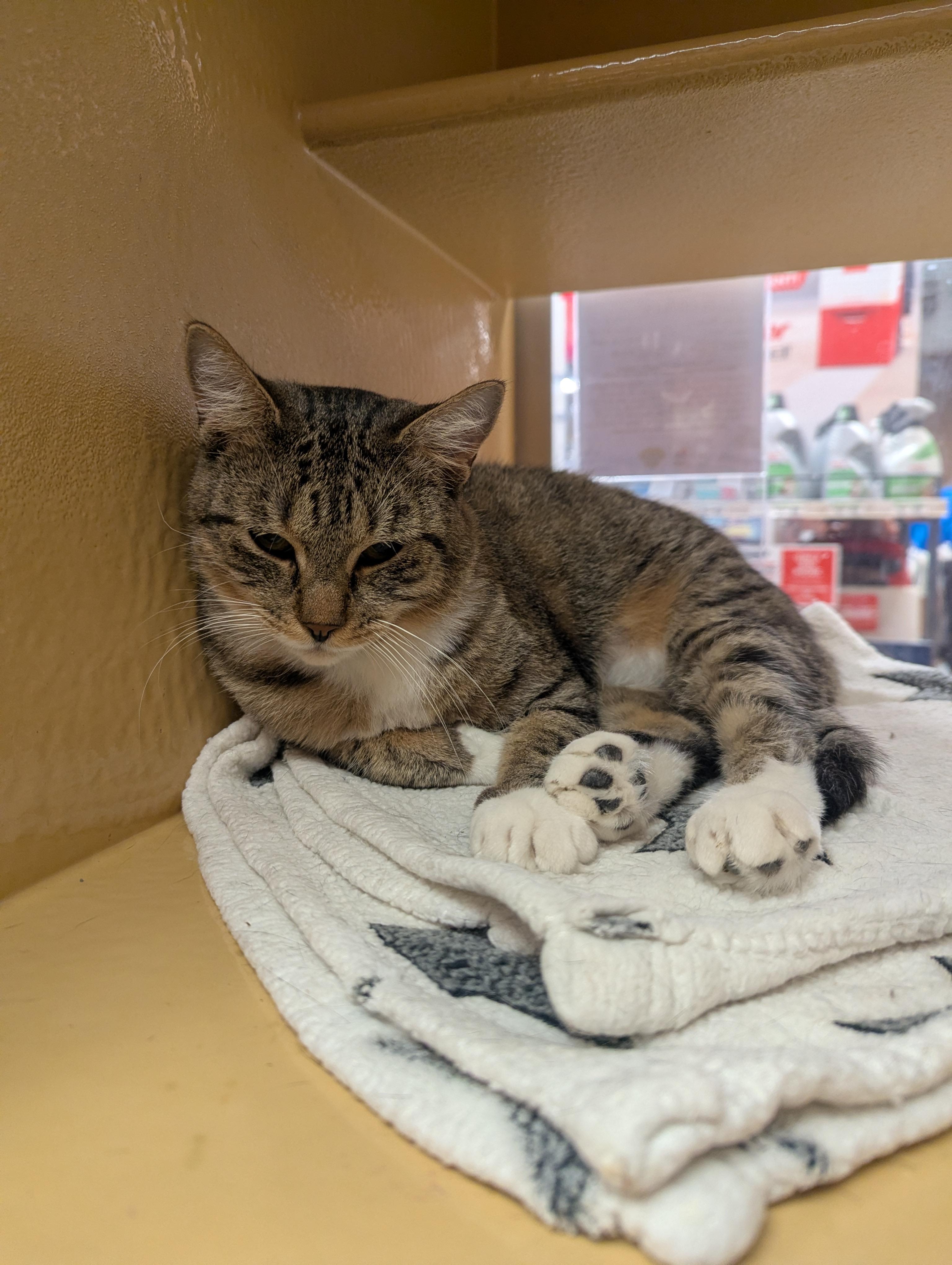BROOKLYN, a Adoptable Domestic Short Hair in Tillsonburg, ON image 1/6