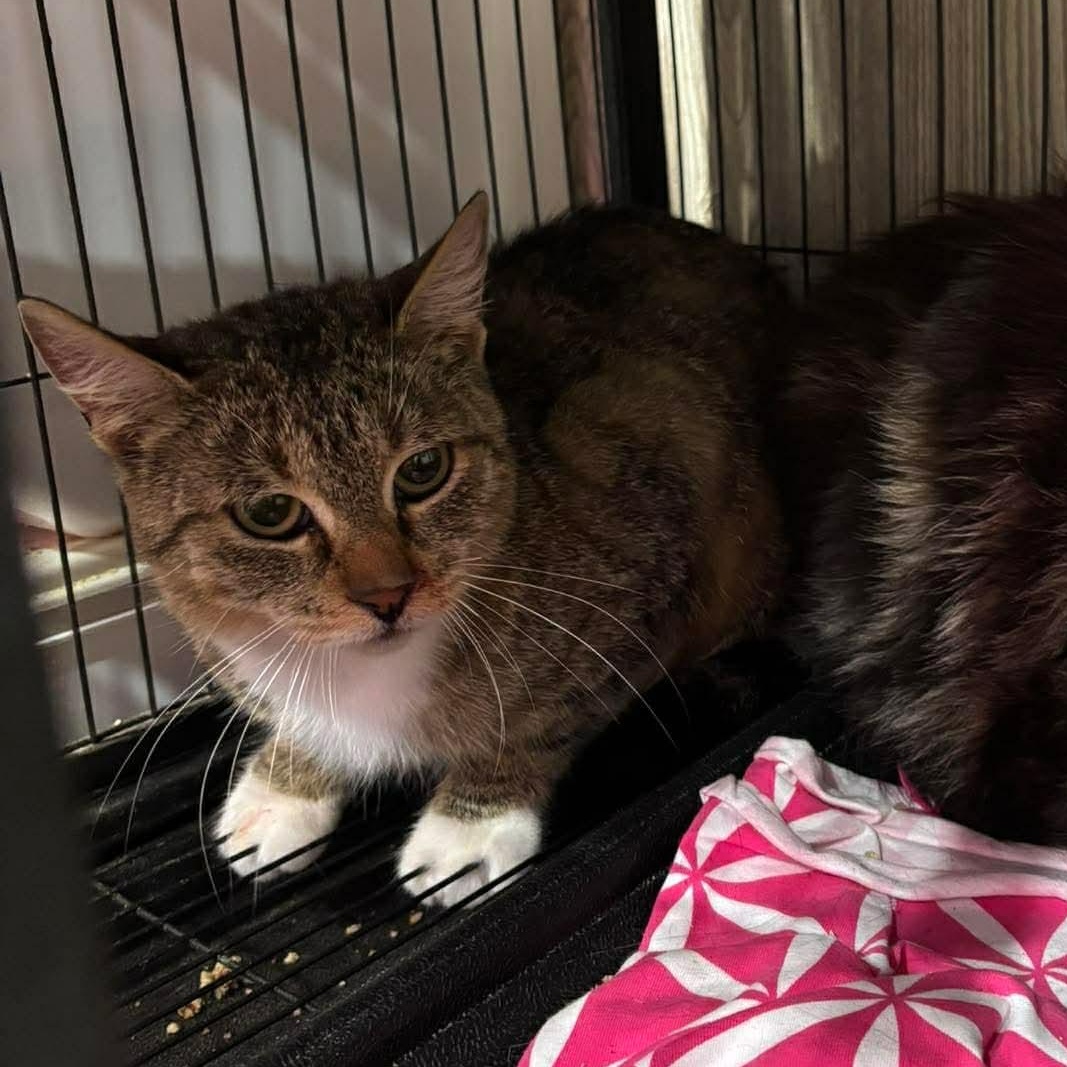 BROOKLYN, a Adoptable Domestic Short Hair in Tillsonburg, ON image 1/3