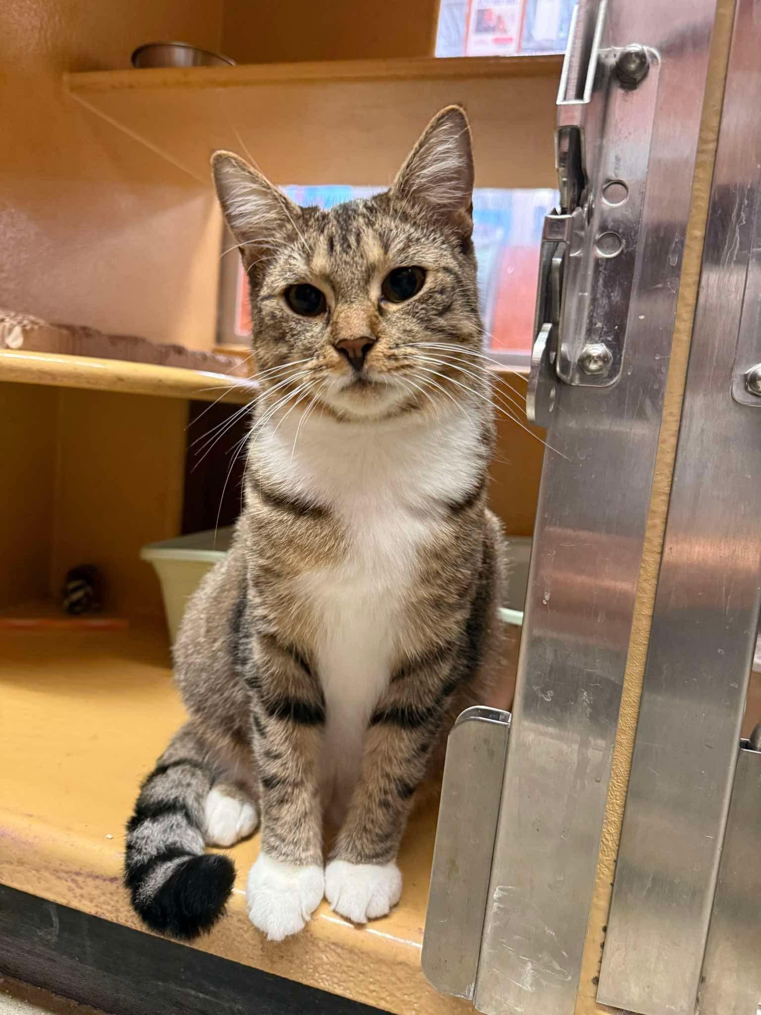 Enlarge BROOKLYN, an adopted Domestic Short Hair in Tillsonburg, ON image 1/6