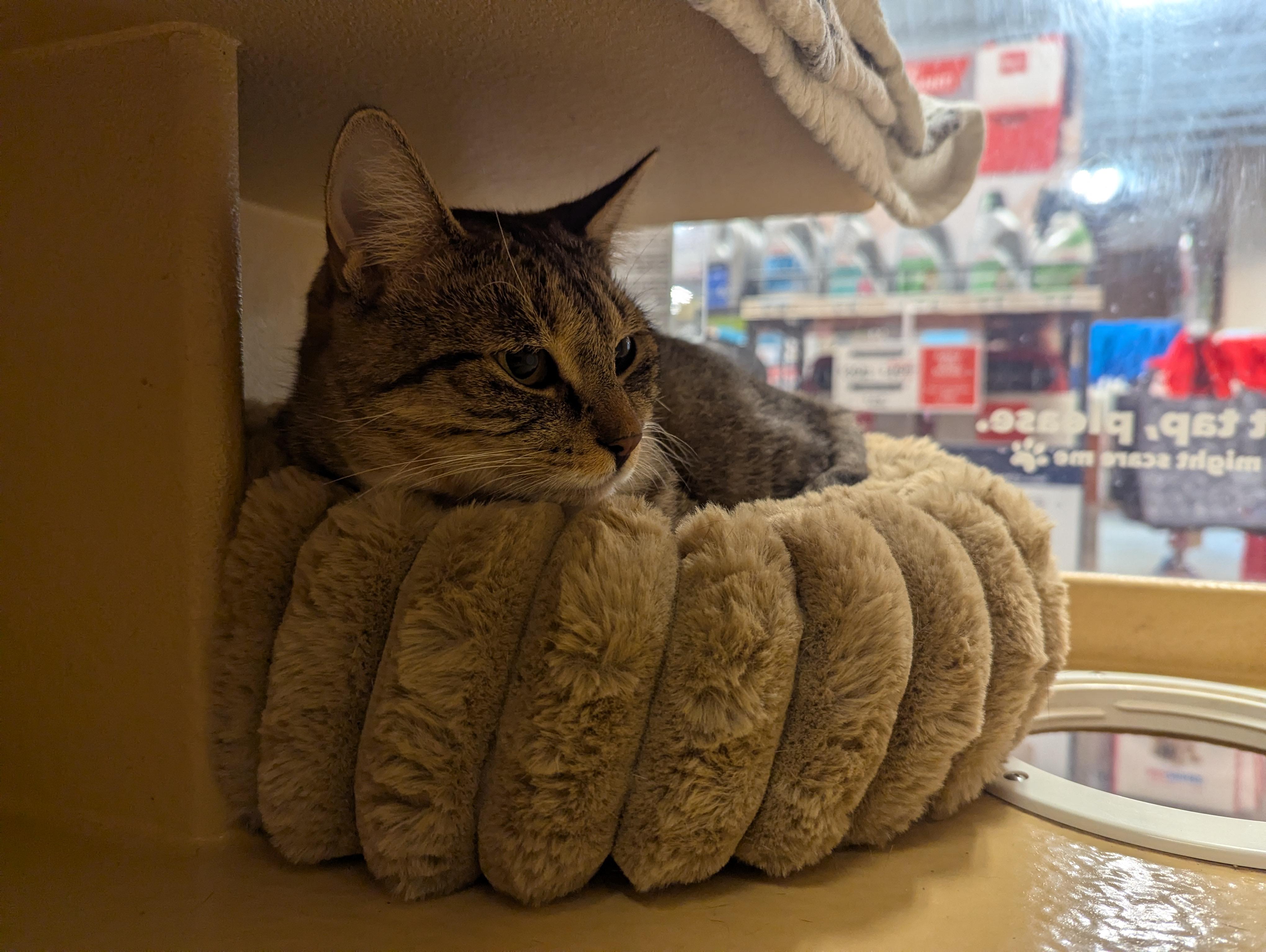 BROOKLYN, a Adoptable Domestic Short Hair in Tillsonburg, ON image 4/6