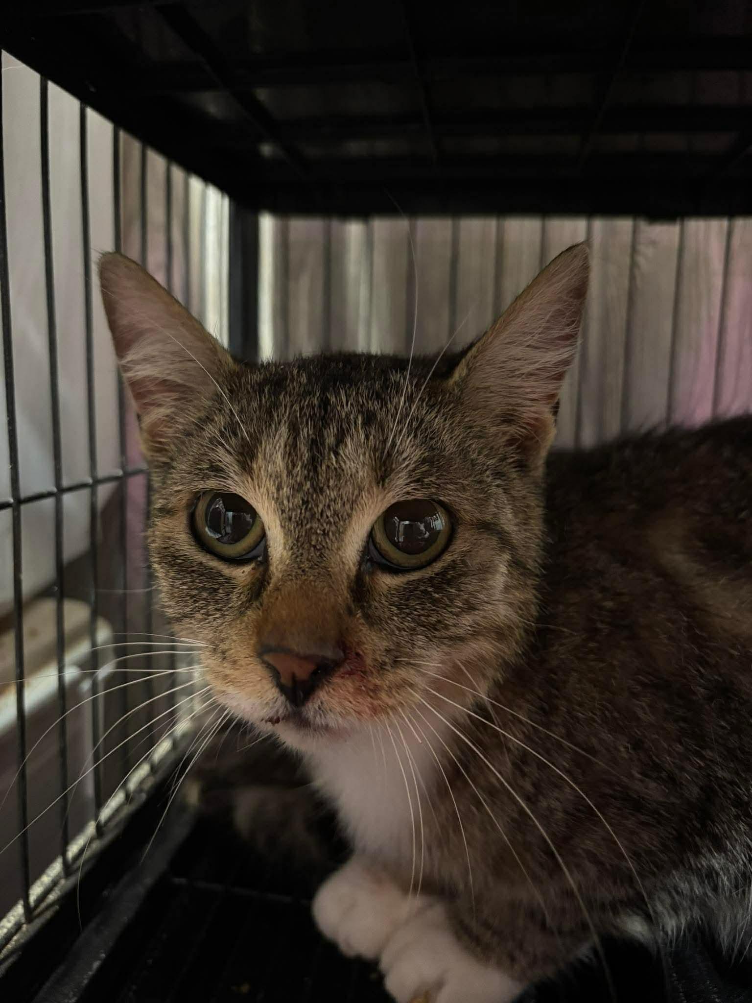 BROOKLYN, a Adoptable Domestic Short Hair in Tillsonburg, ON image 2/3