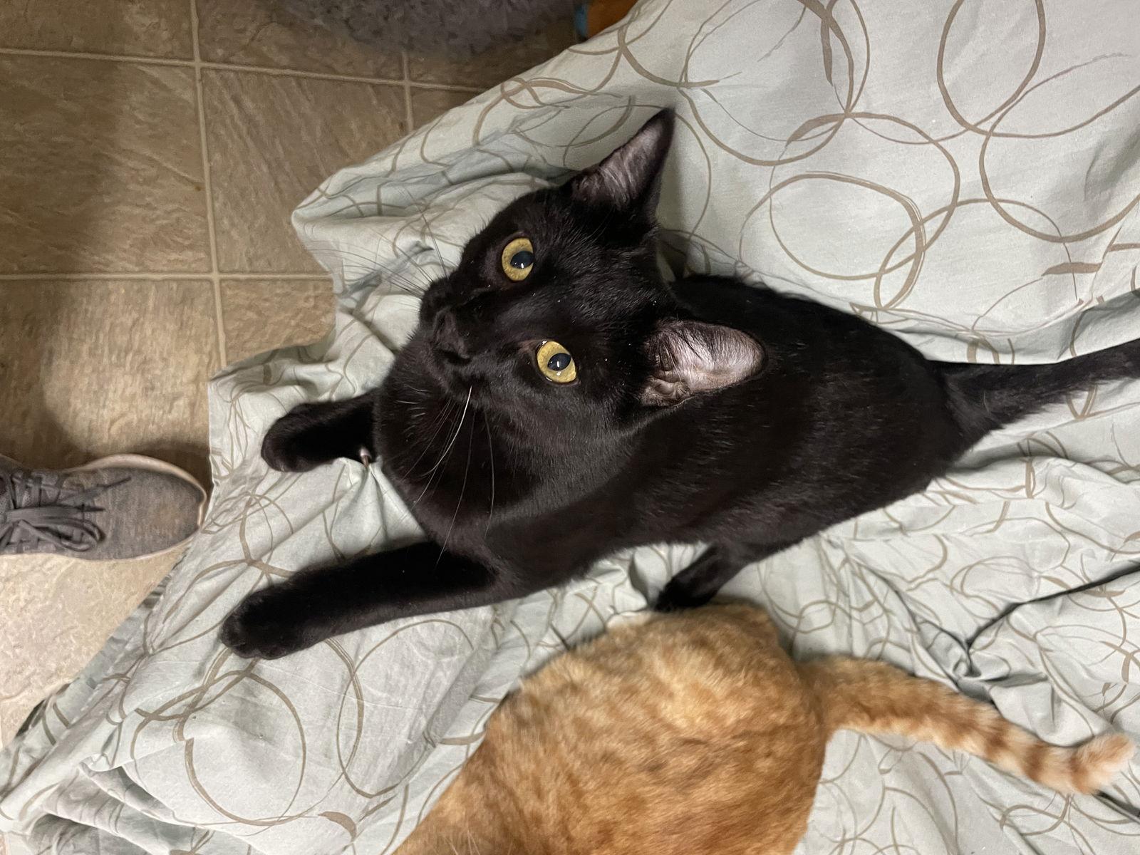 Munchkin, Adoptable, Young Male Domestic Short Hair.