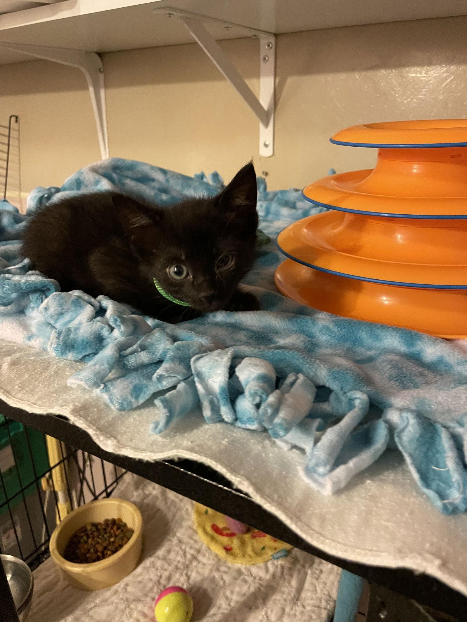 Enlarge Munchkin, a Adoptable Domestic Short Hair in Stover, MO image 2/3