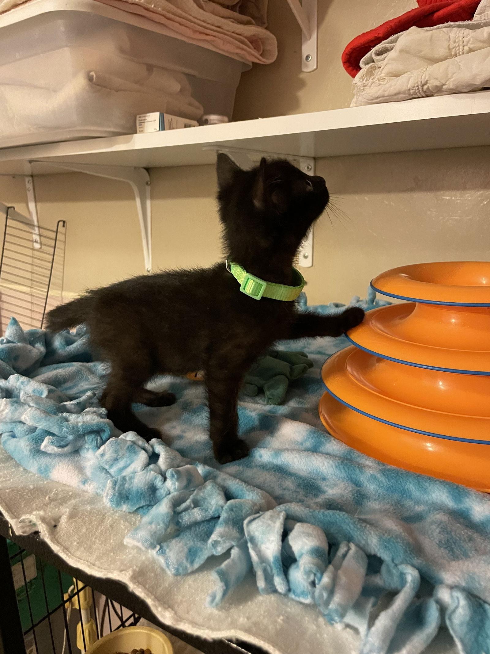 Enlarge Munchkin, a Adoptable Domestic Short Hair in Stover, MO image 3/3