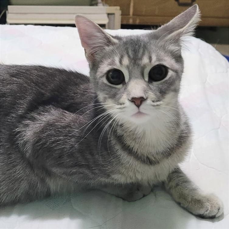 Ruth, Adoptable, Young Female Domestic Short Hair.