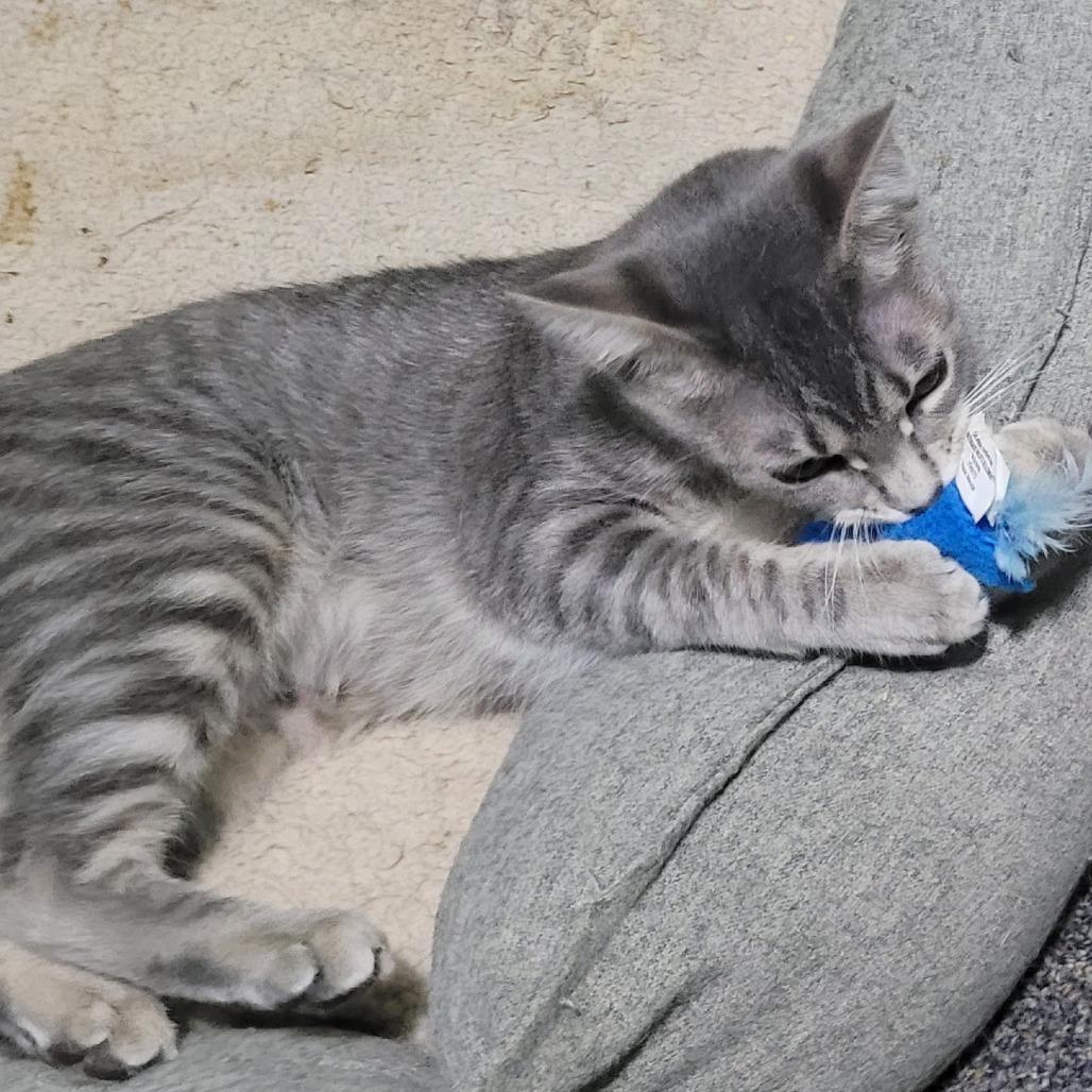 Ruth, a Adoptable Domestic Short Hair in Traverse City, MI image 1/4