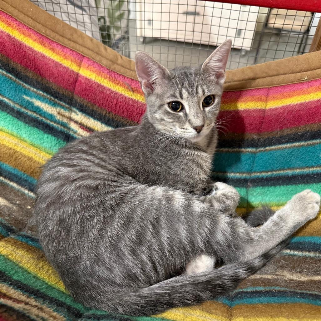 Ruth, a Adoptable Domestic Short Hair in Traverse City, MI image 2/4