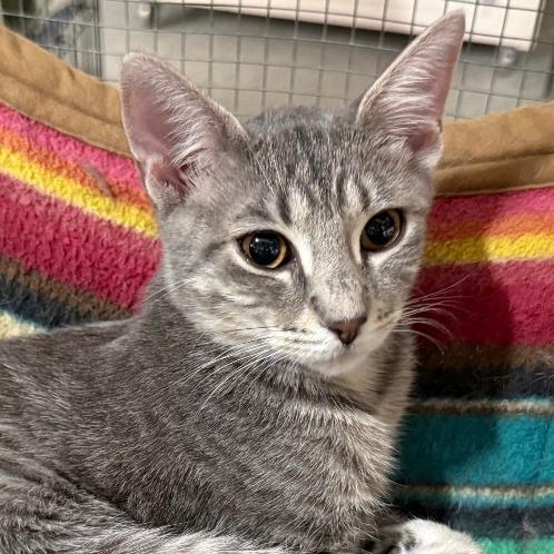 Ruth, a Adoptable Domestic Short Hair in Traverse City, MI image 3/4