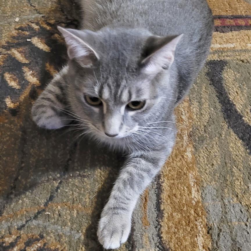 Enlarge Ruth, a Adoptable Domestic Short Hair in Traverse City, MI image 4/6