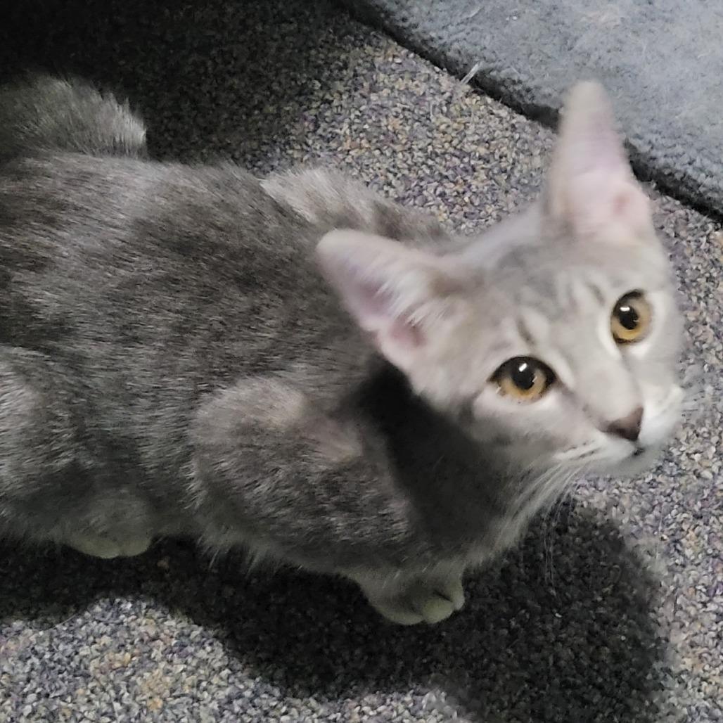 Ruth, a Adoptable Domestic Short Hair in Traverse City, MI image 4/4