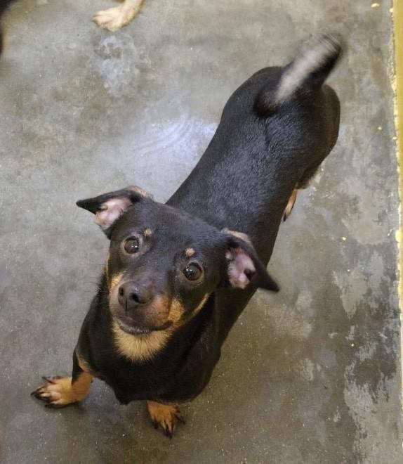 Raccoon, Adoptable, Young Male Miniature Pinscher.