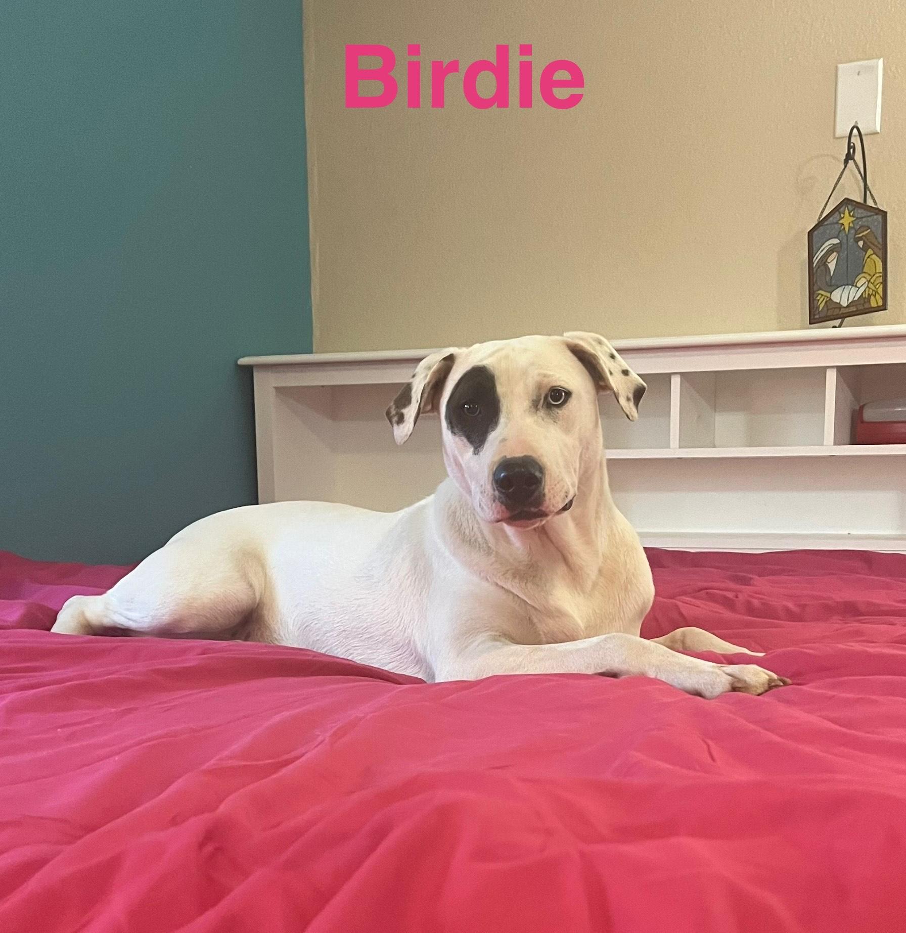 Birdie, a Adoptable mixed breed in Texarkana, TX image 5/6