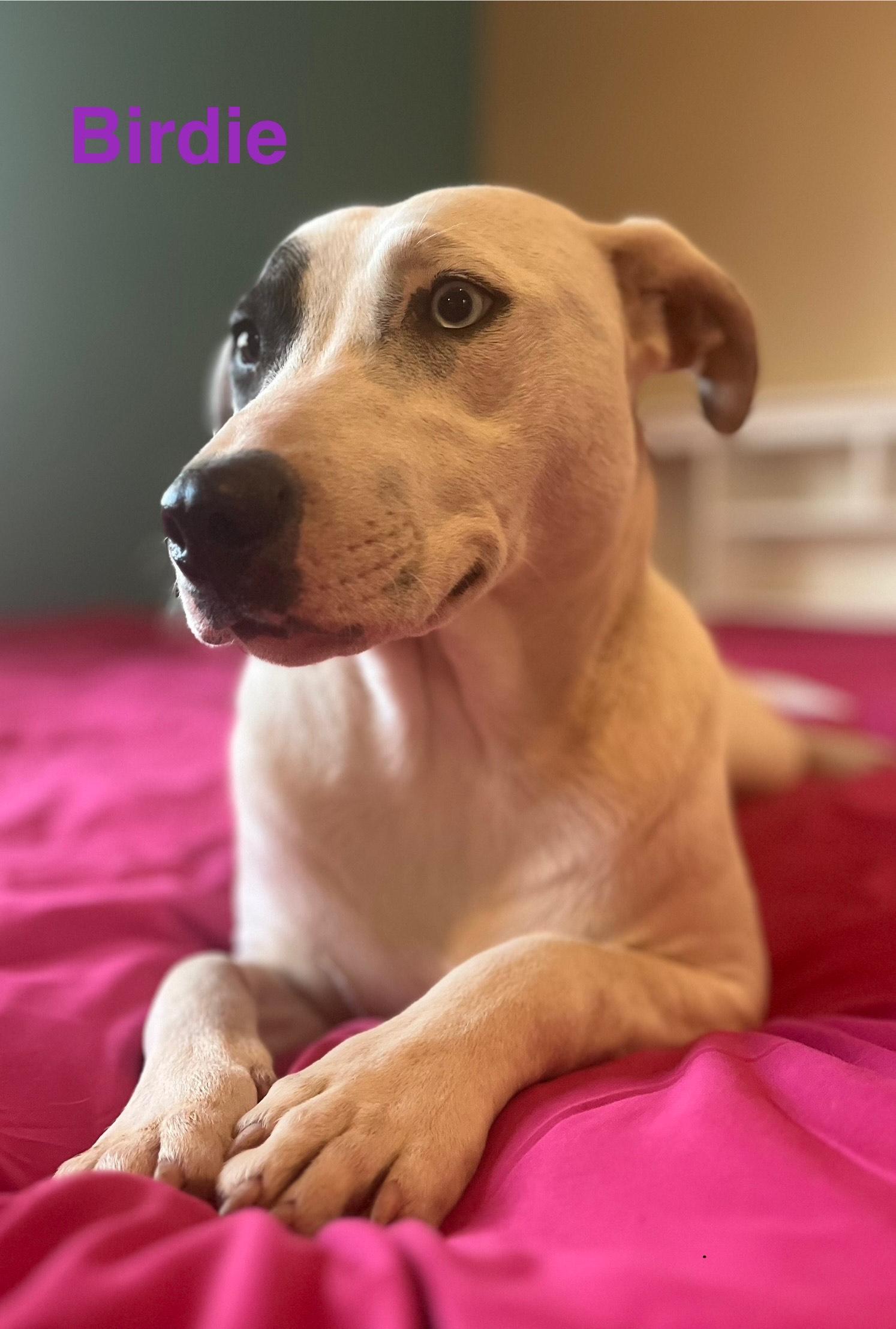 Birdie, a Adoptable mixed breed in Texarkana, TX image 6/6