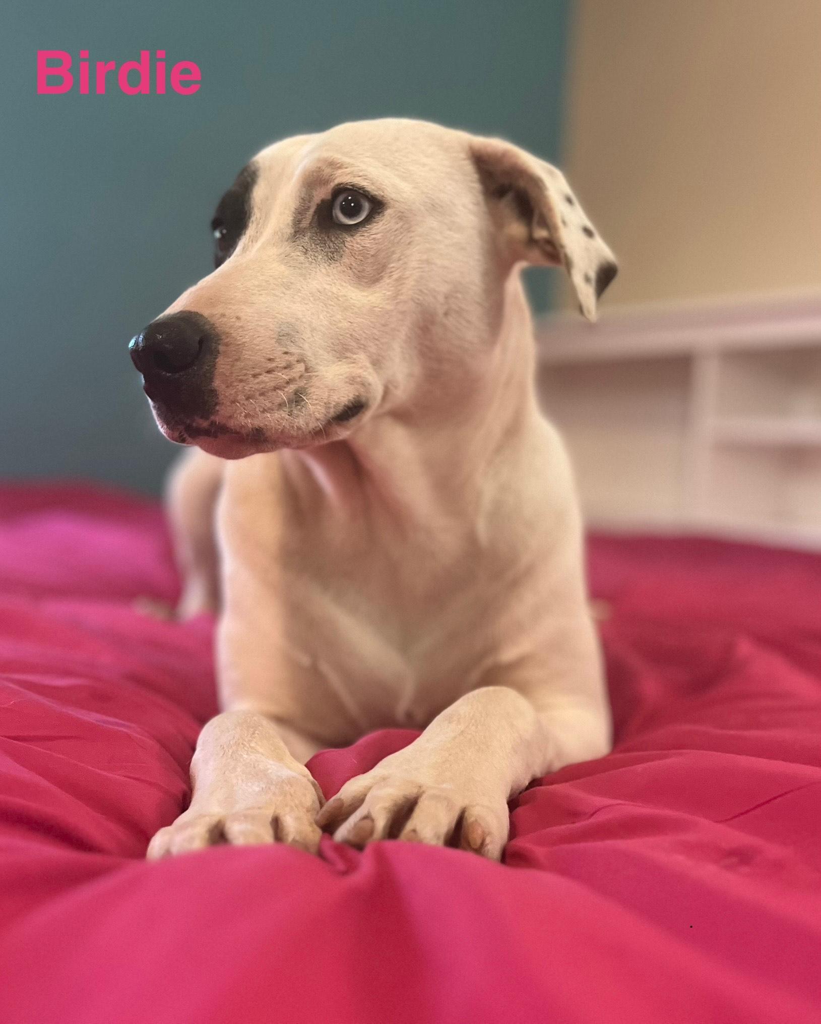 Birdie, a Adoptable mixed breed in Texarkana, TX image 1/6