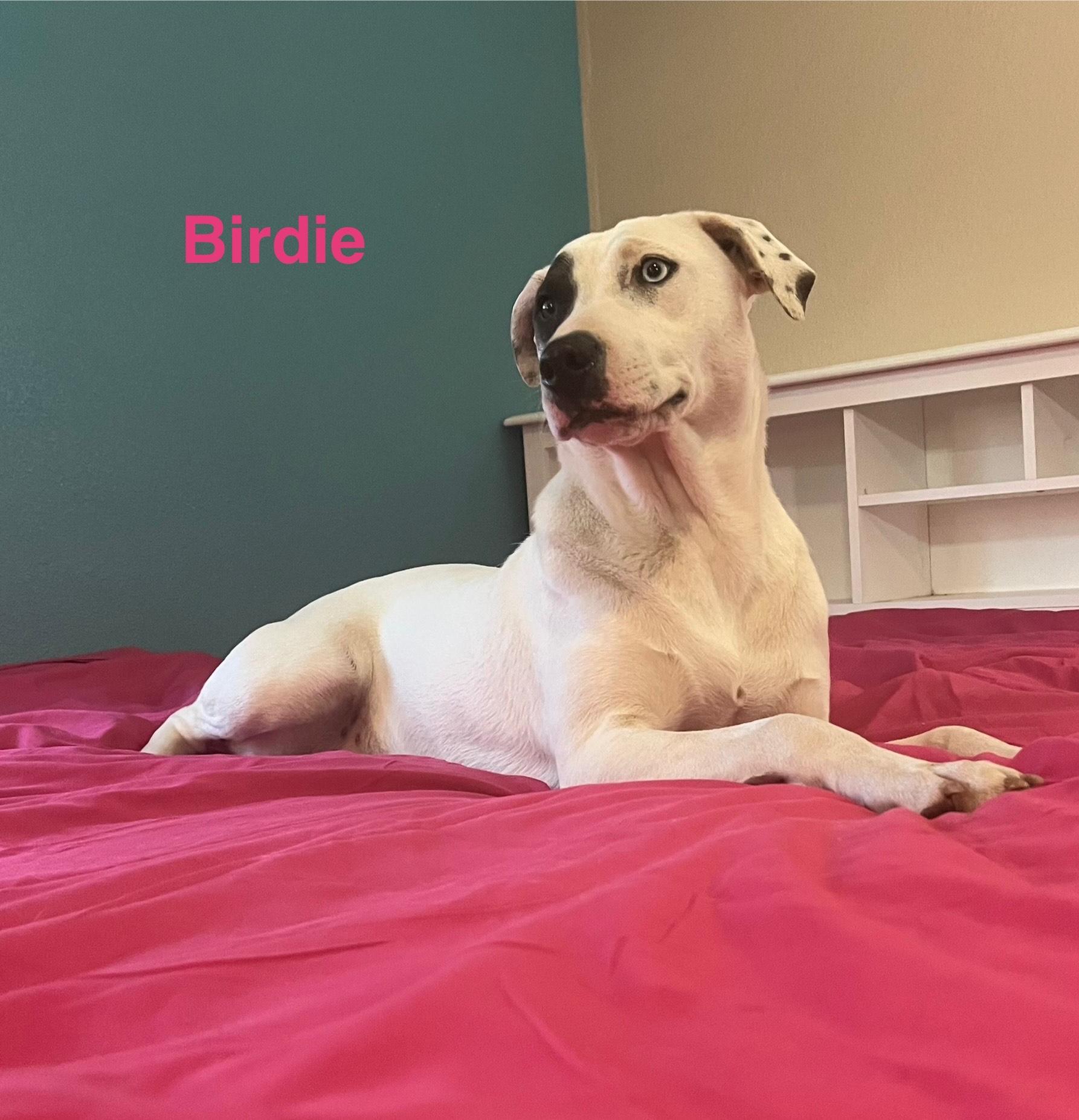Birdie, a Adoptable mixed breed in Texarkana, TX image 4/6