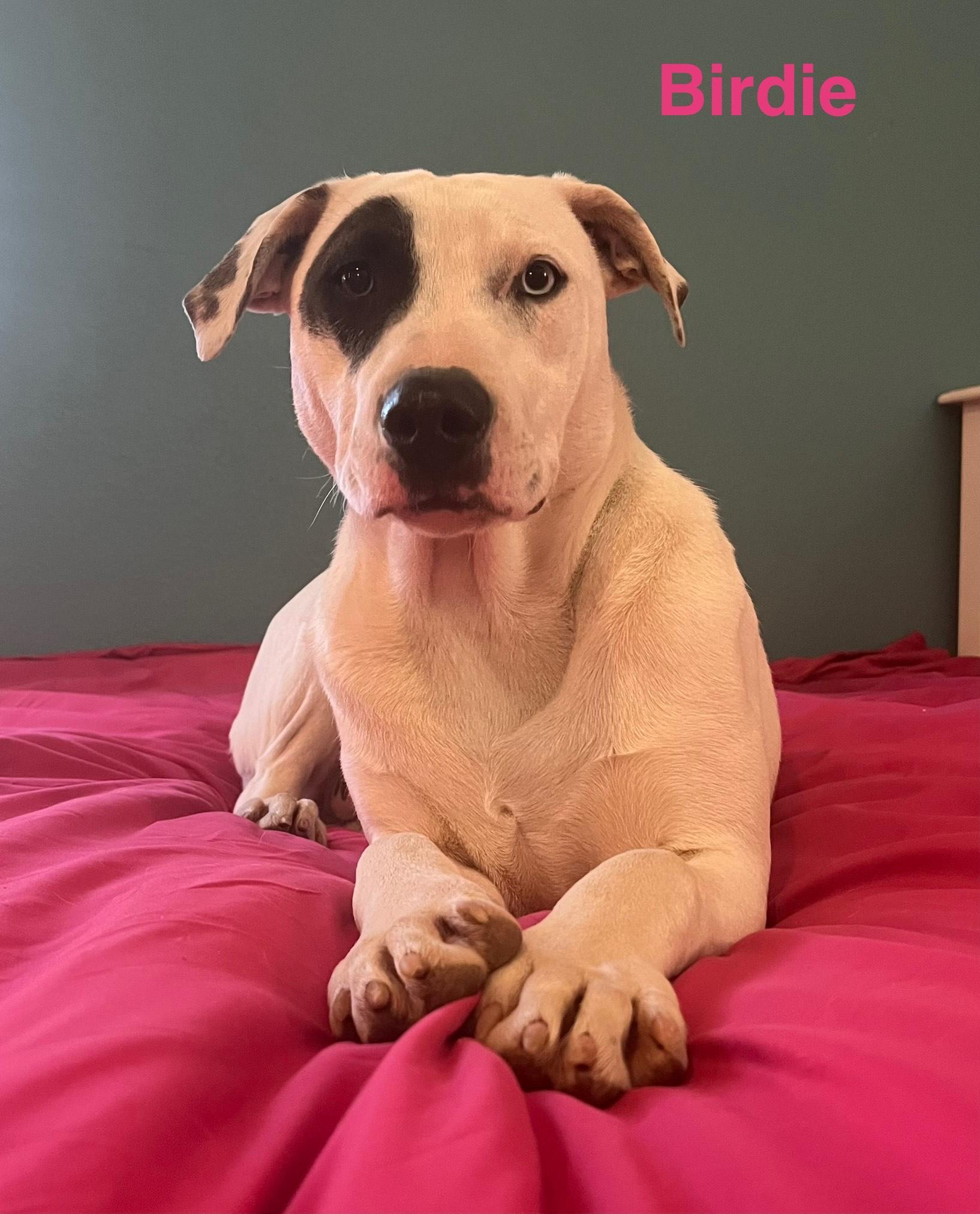 Birdie, a Adoptable mixed breed in Texarkana, TX image 3/6